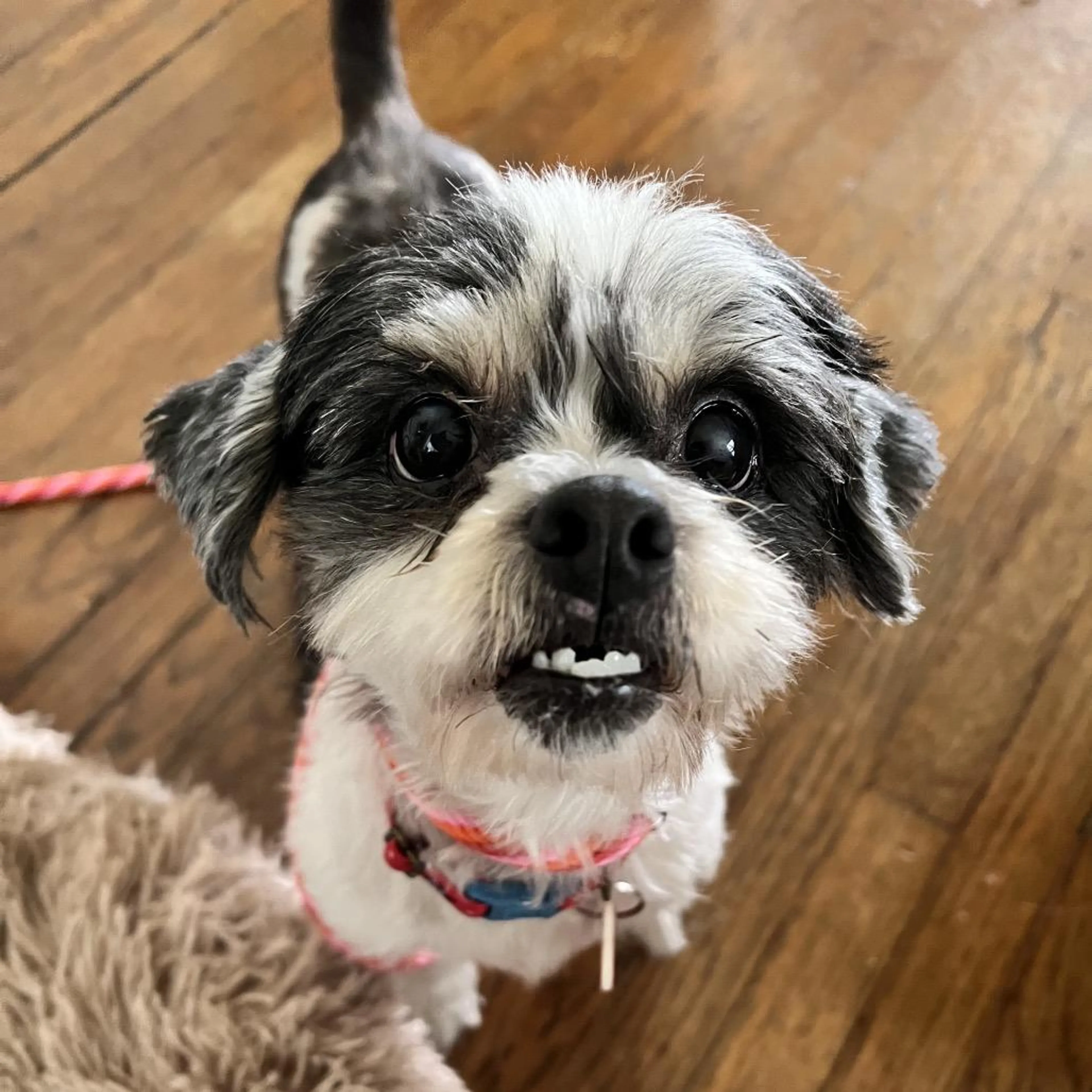 Found pet-4