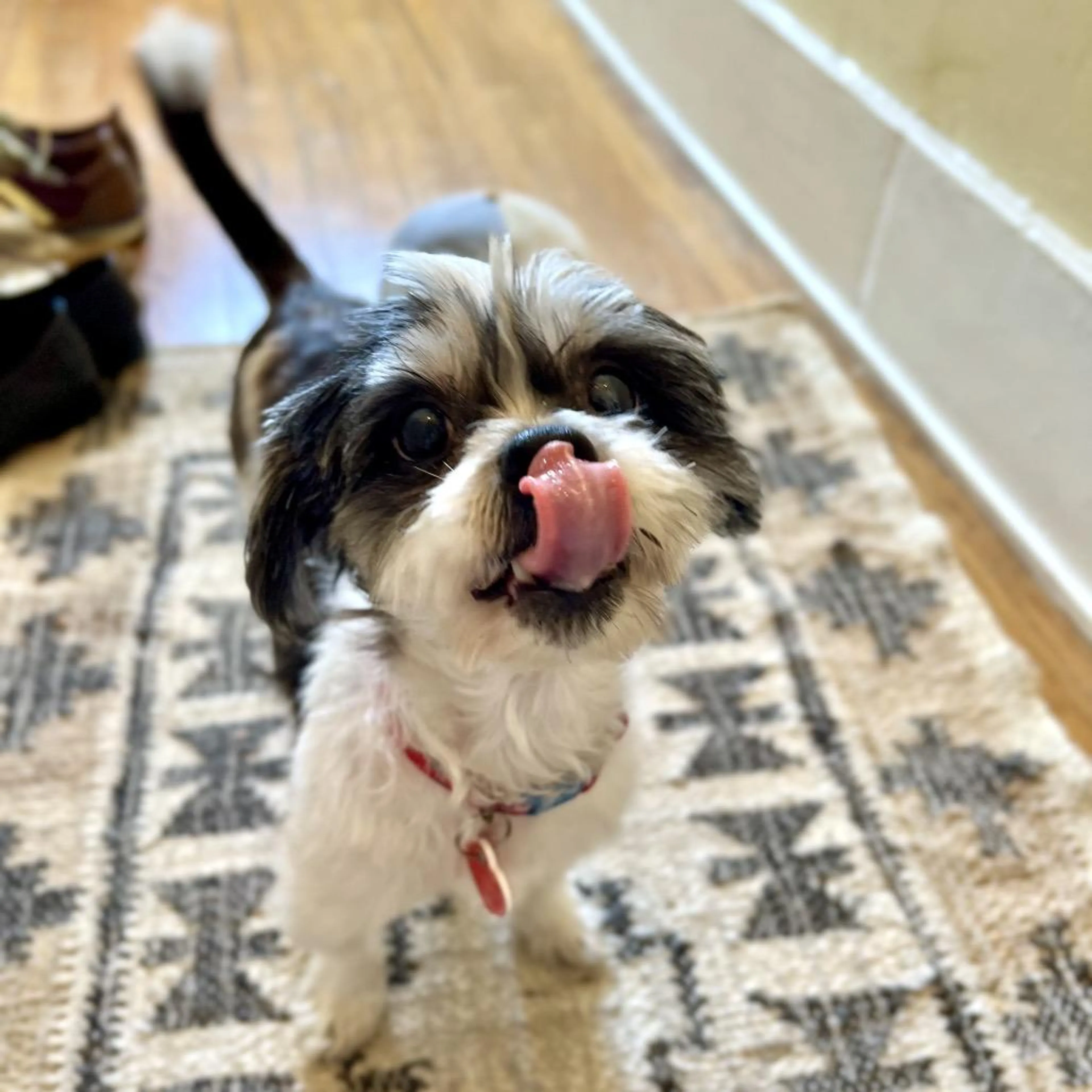 Found pet-2