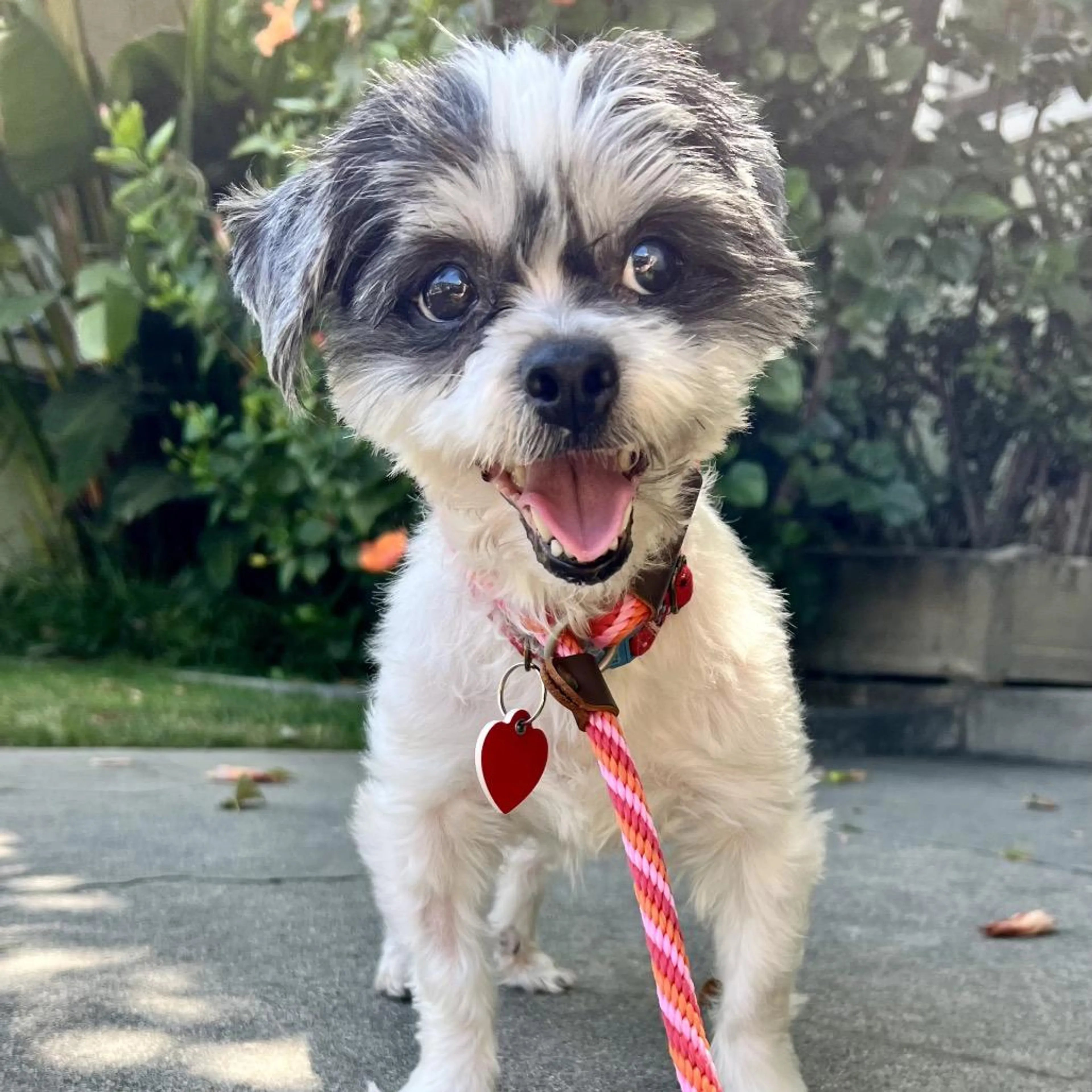Found pet-3