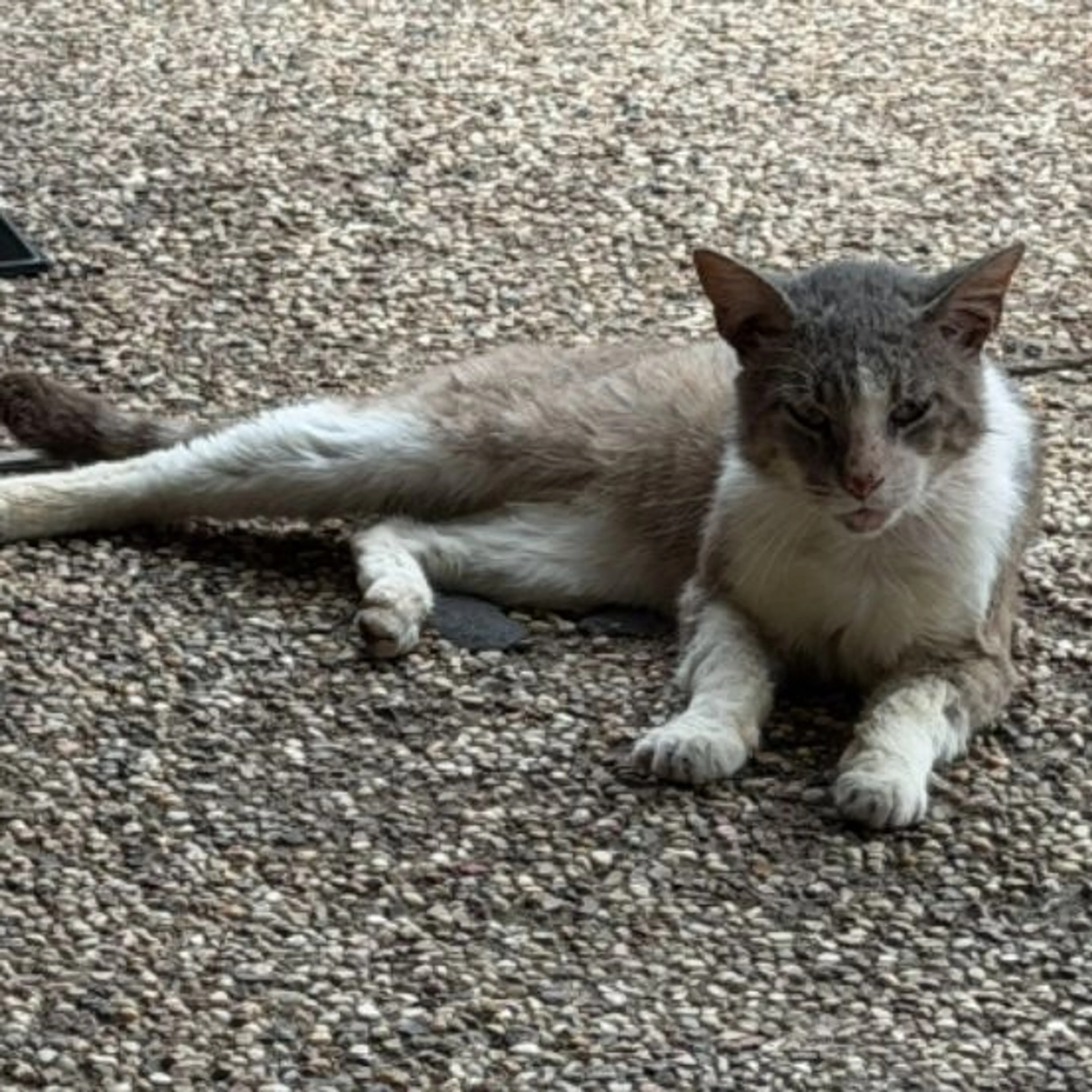 Found pet