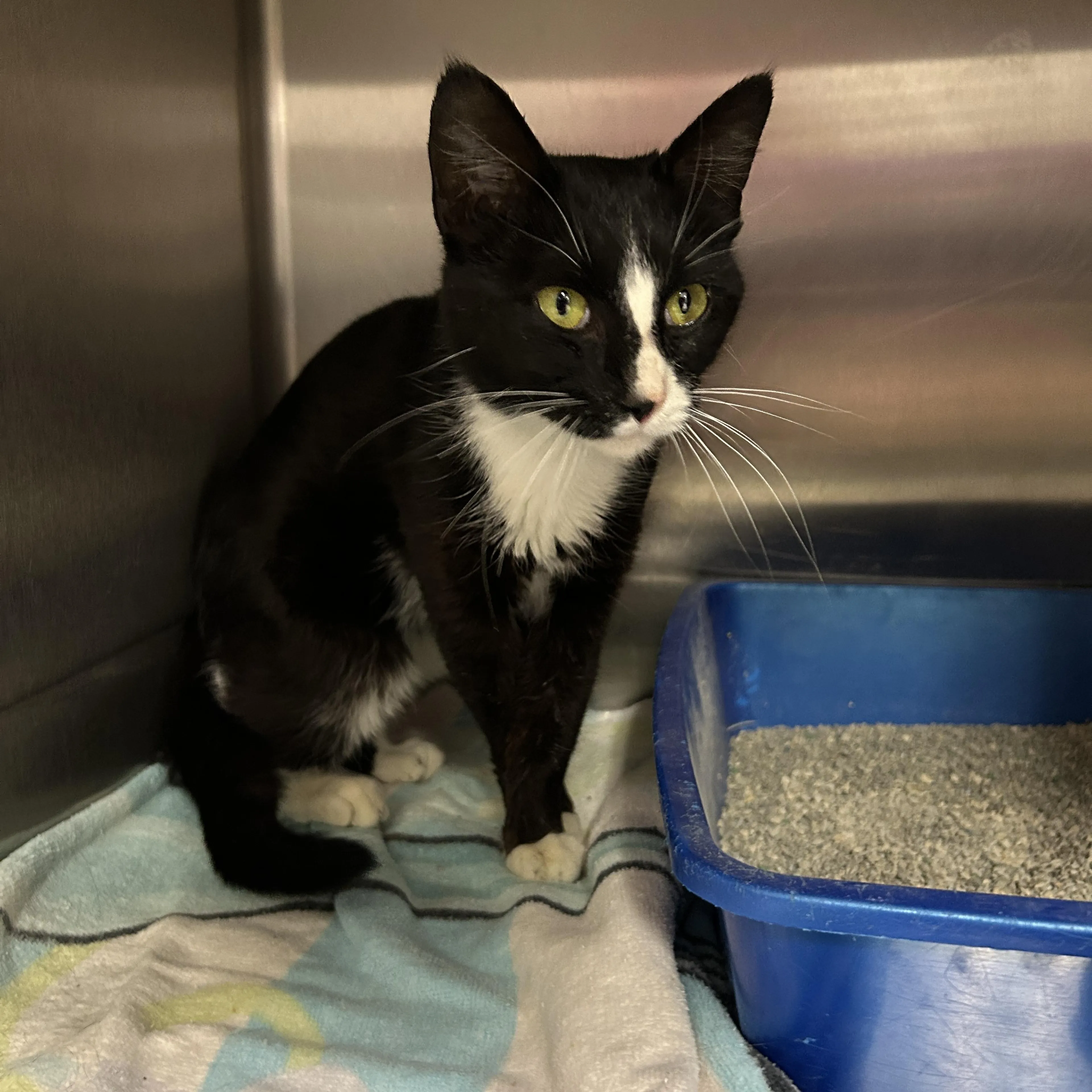 Found pet-1