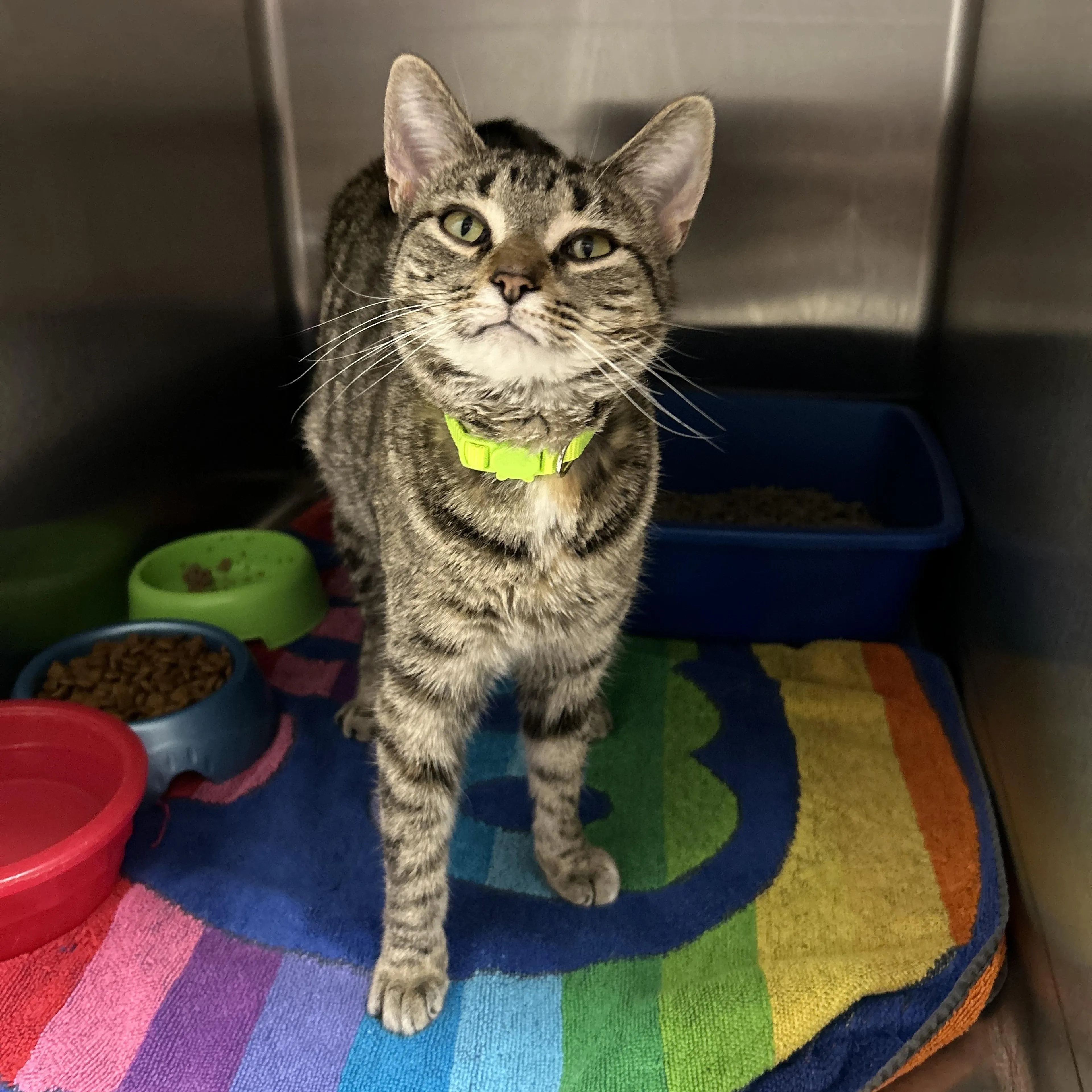 Found pet-2