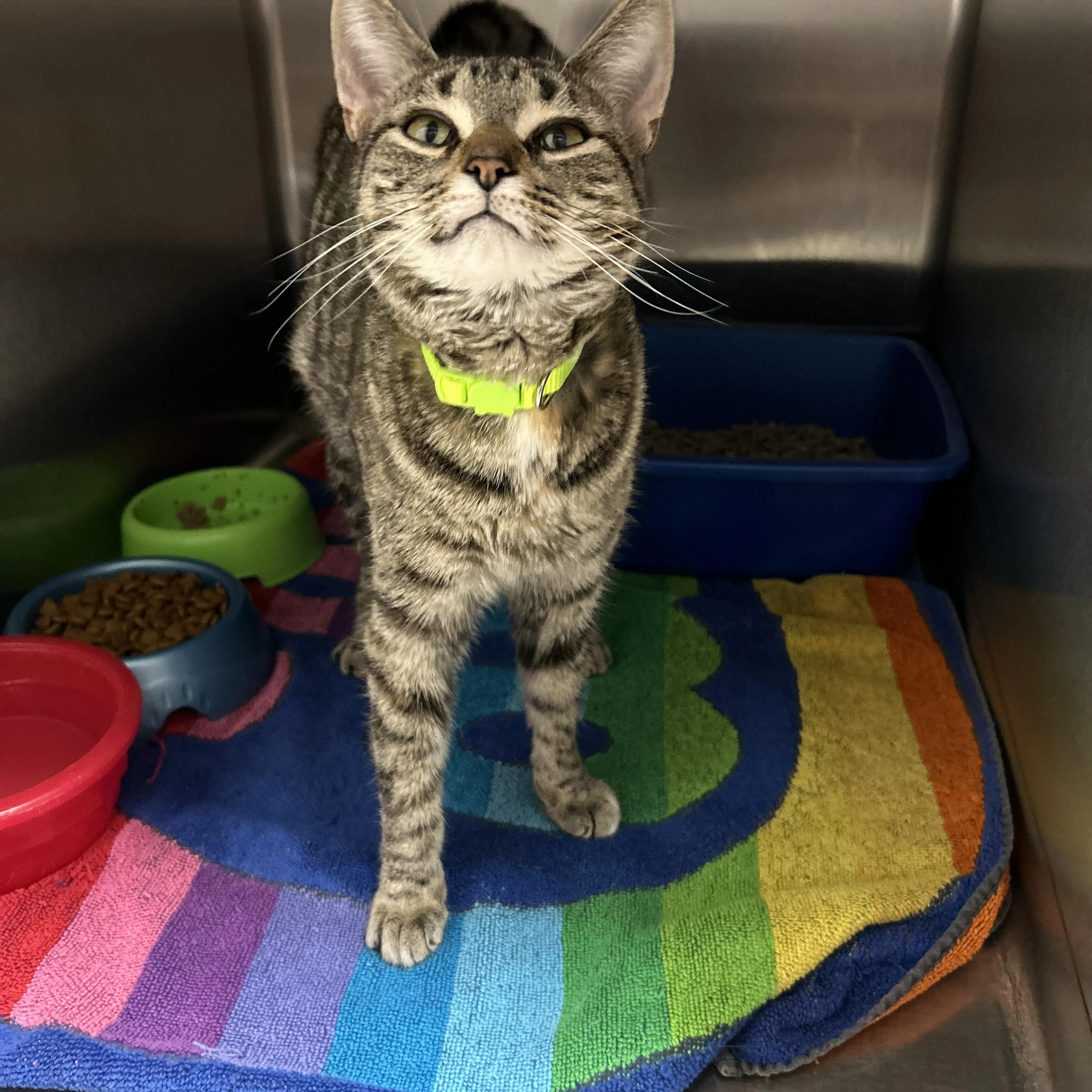 Found pet-1