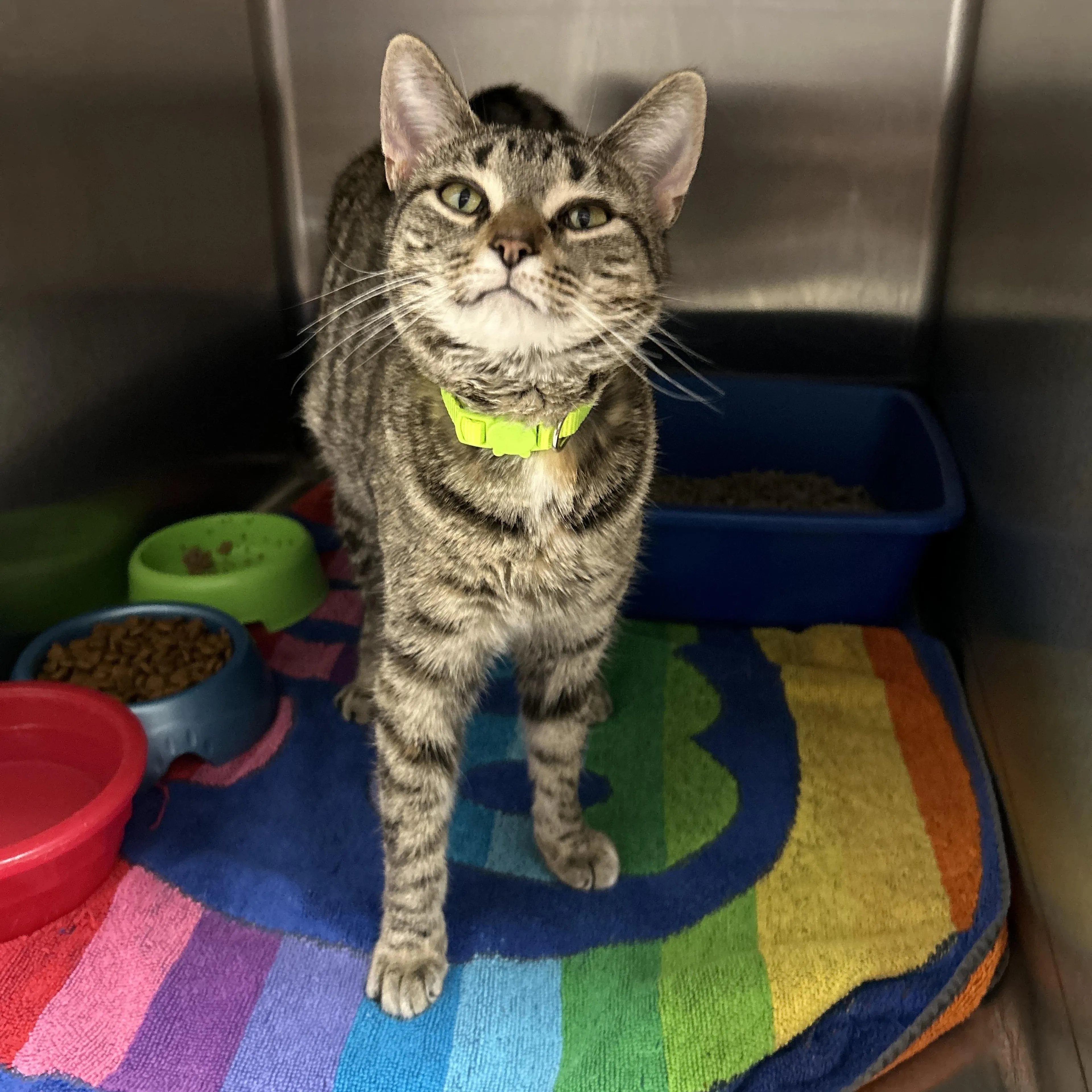 Found pet-3