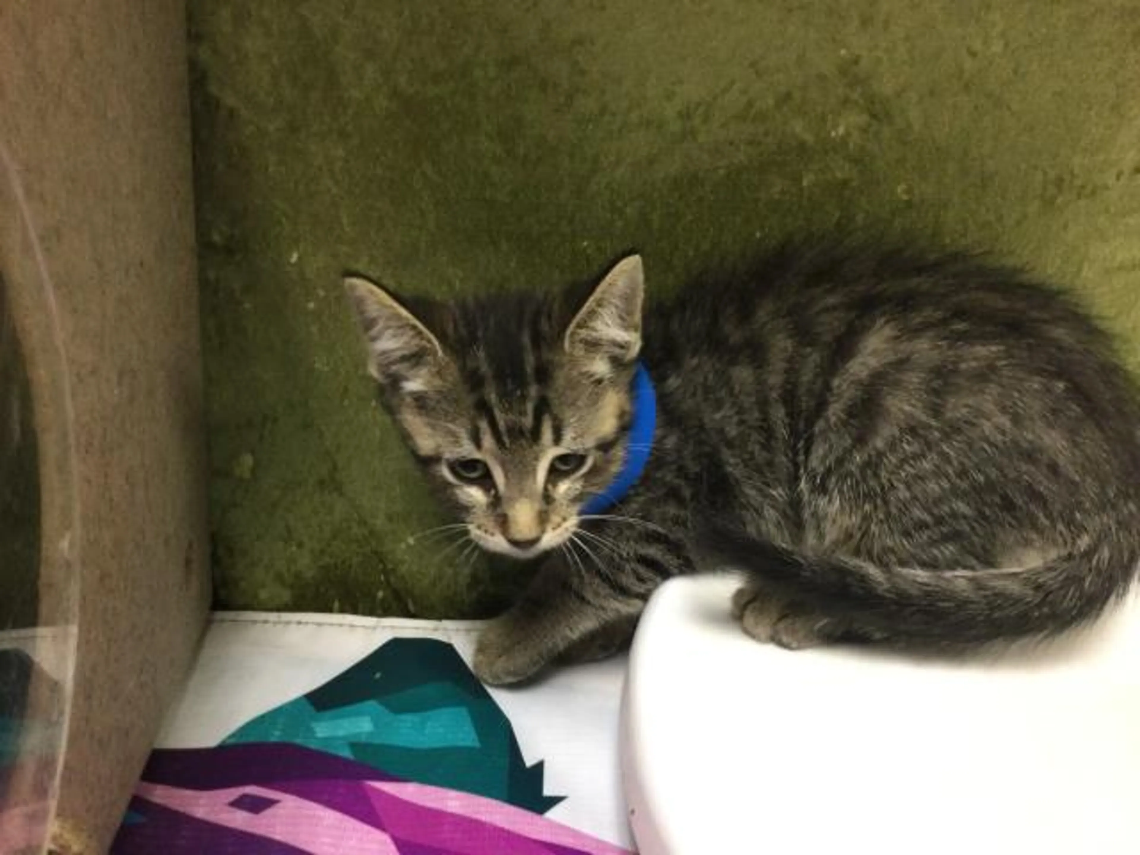 Found pet