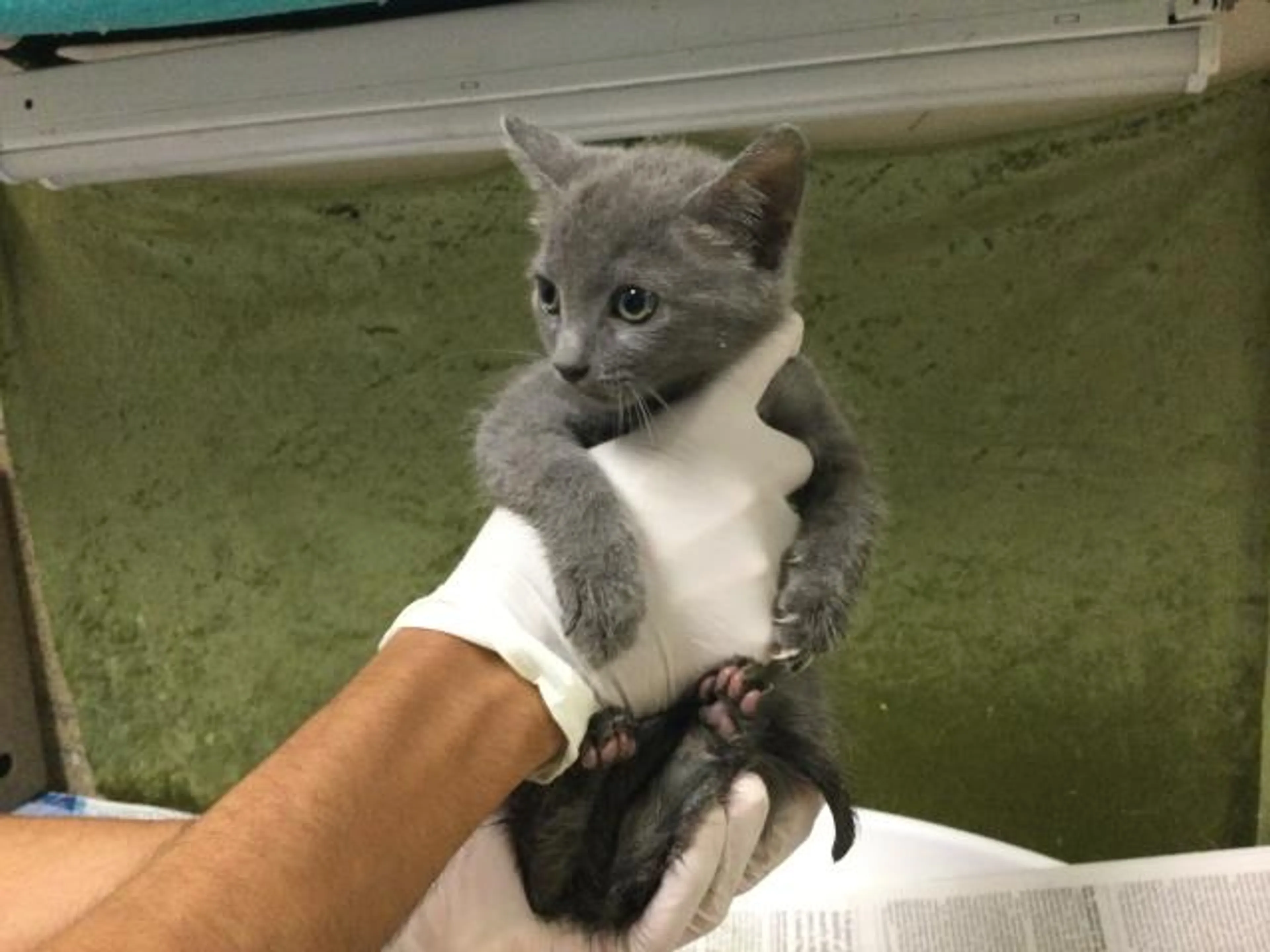 Found pet