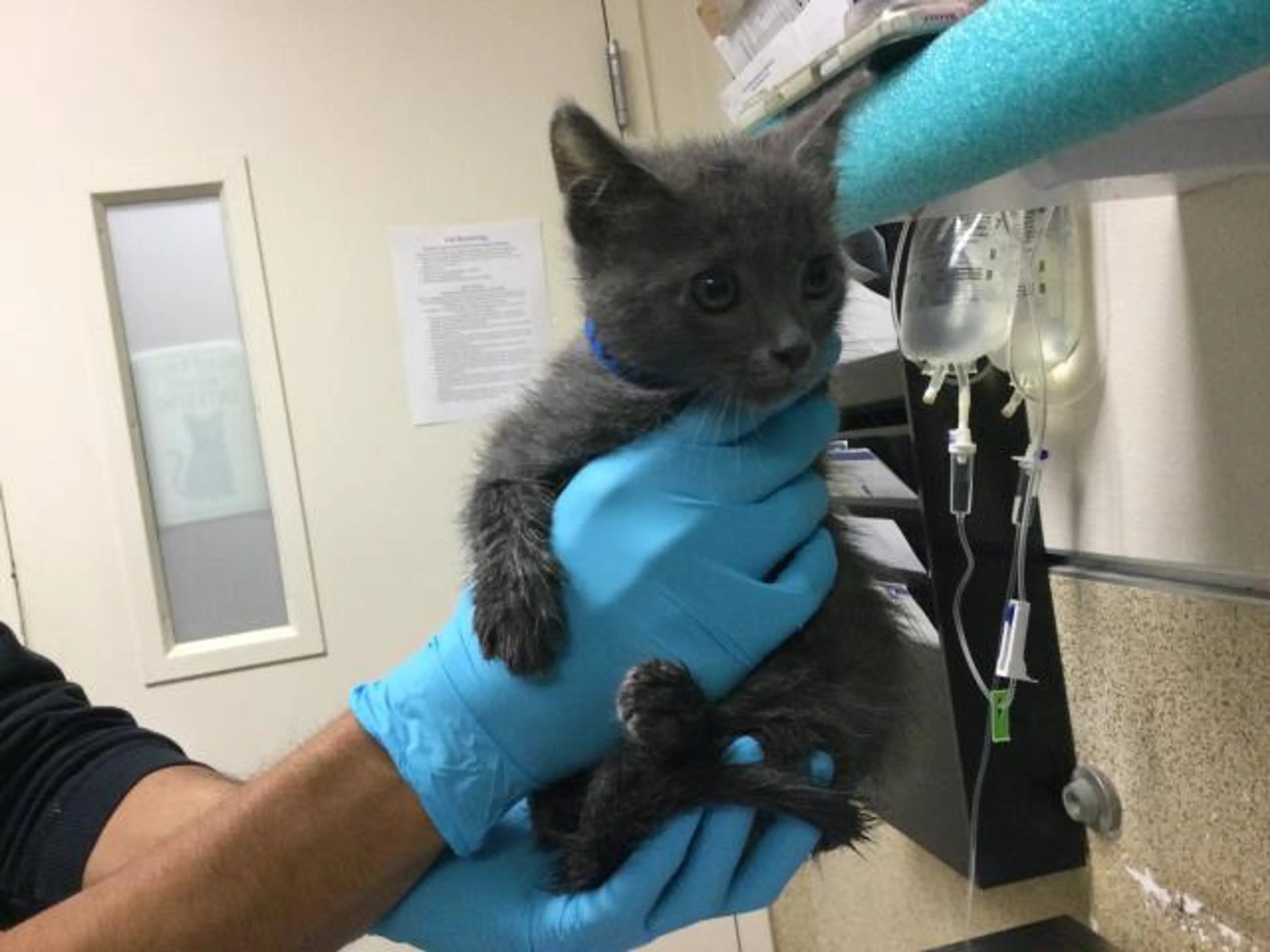 Found pet