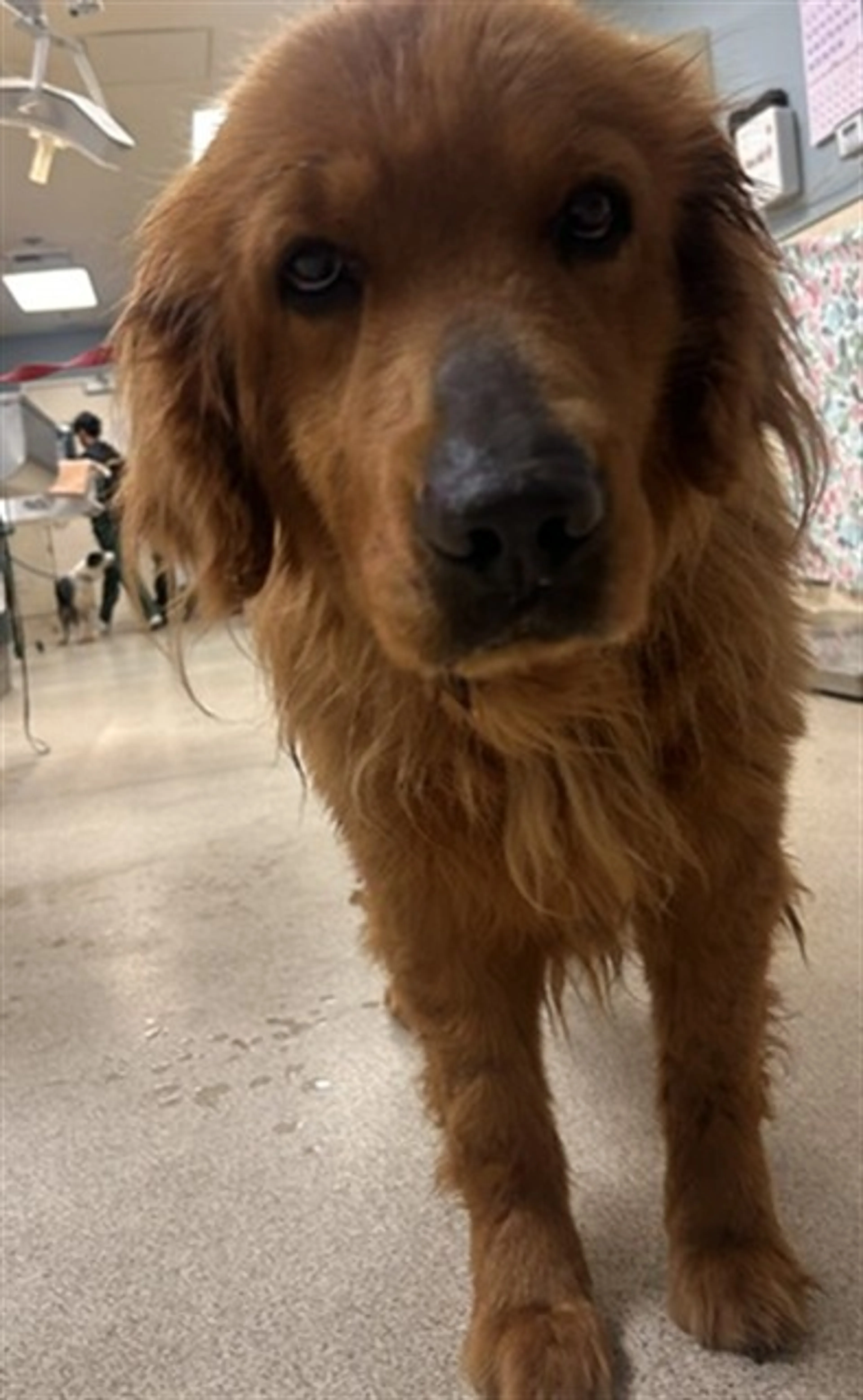 Found pet