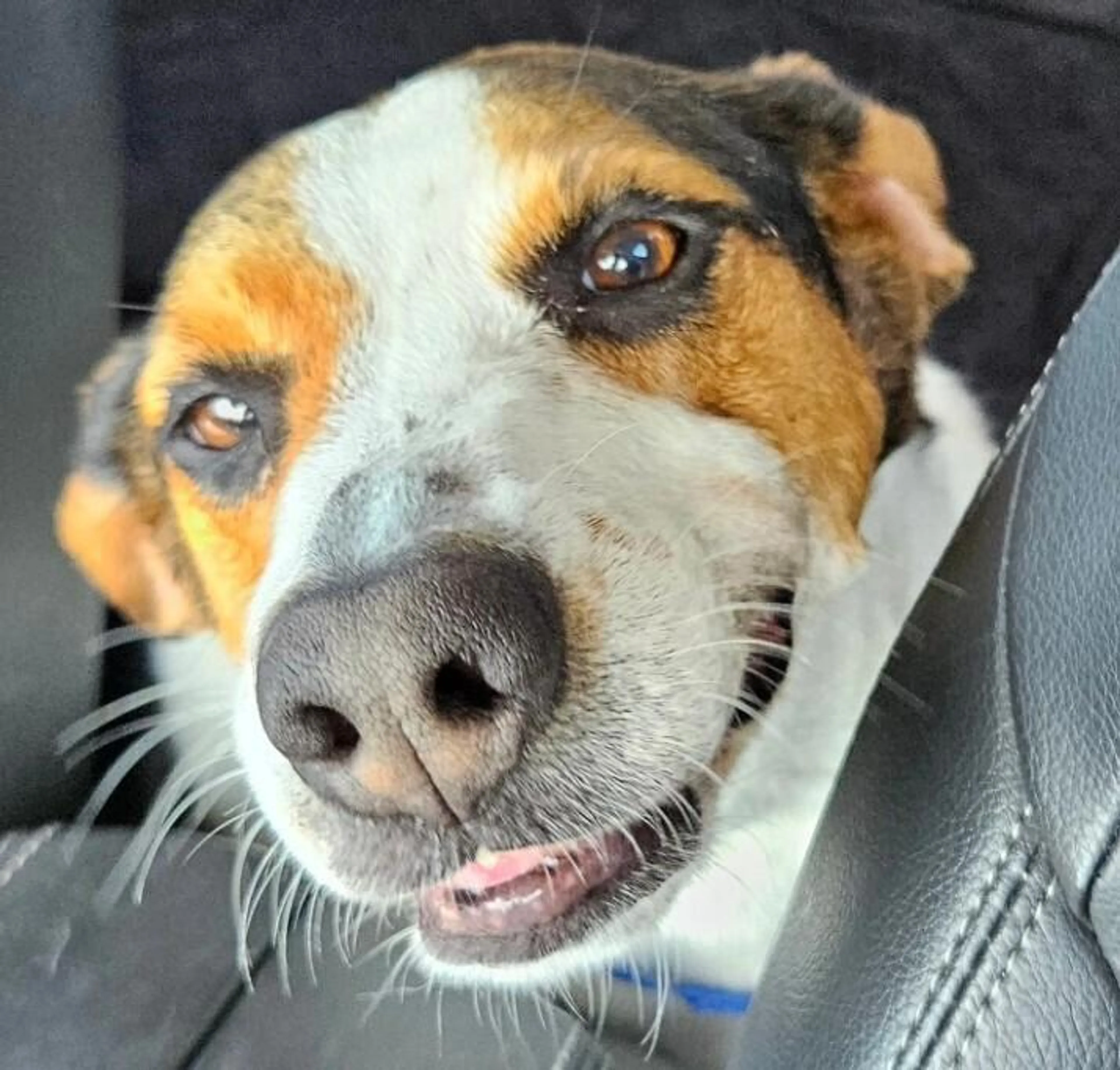 Found pet-2