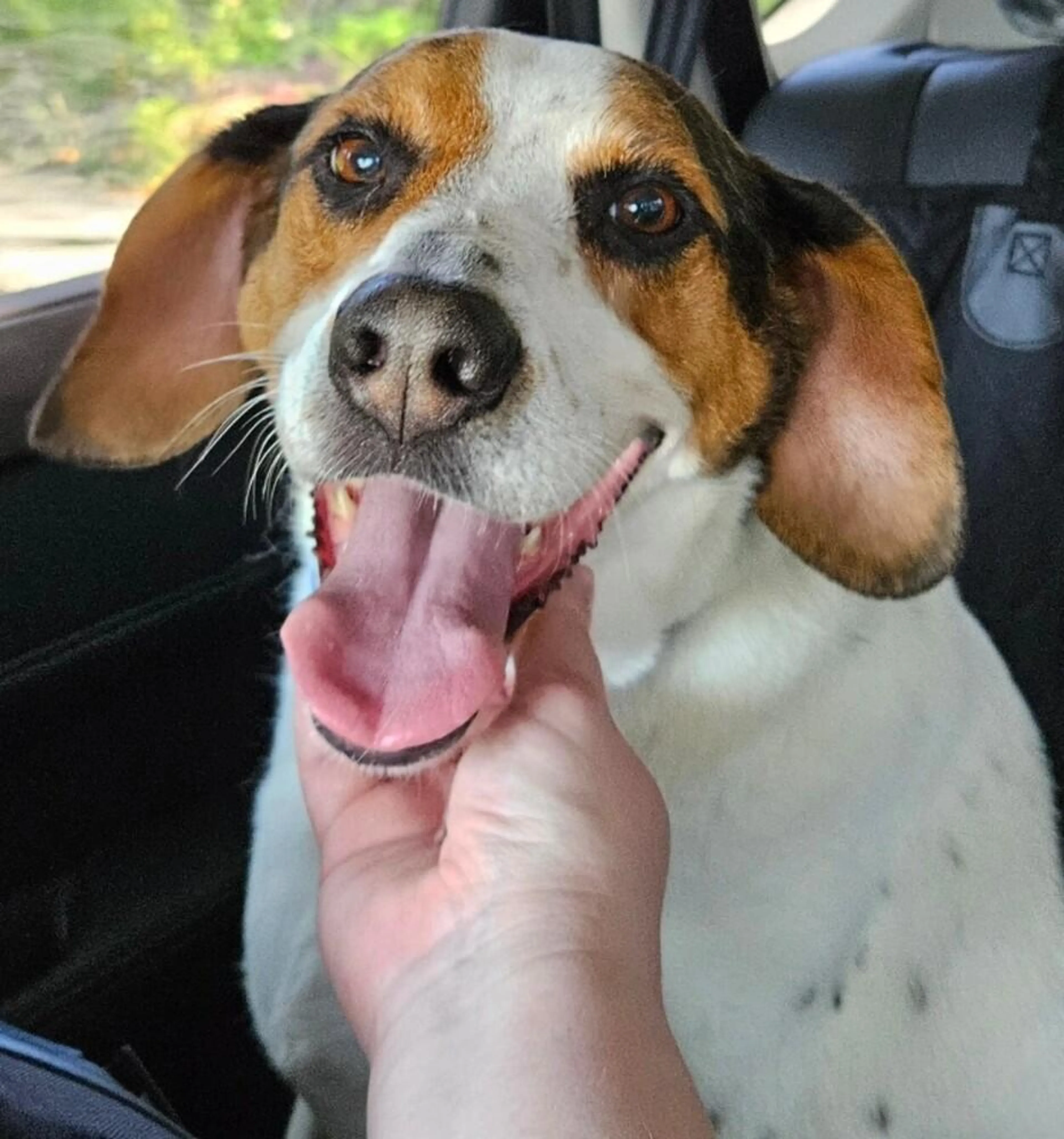 Found pet-3