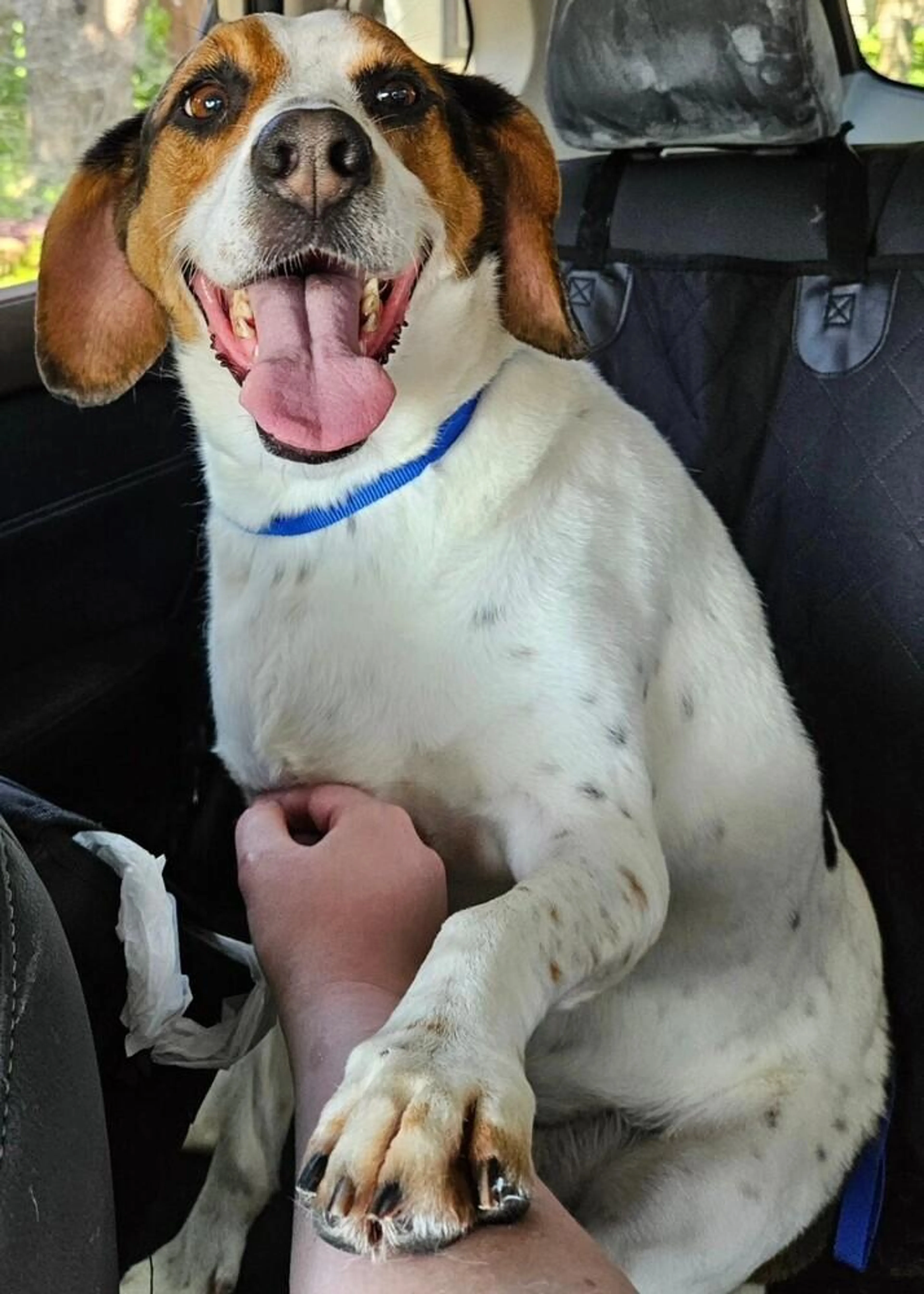 Found pet-1