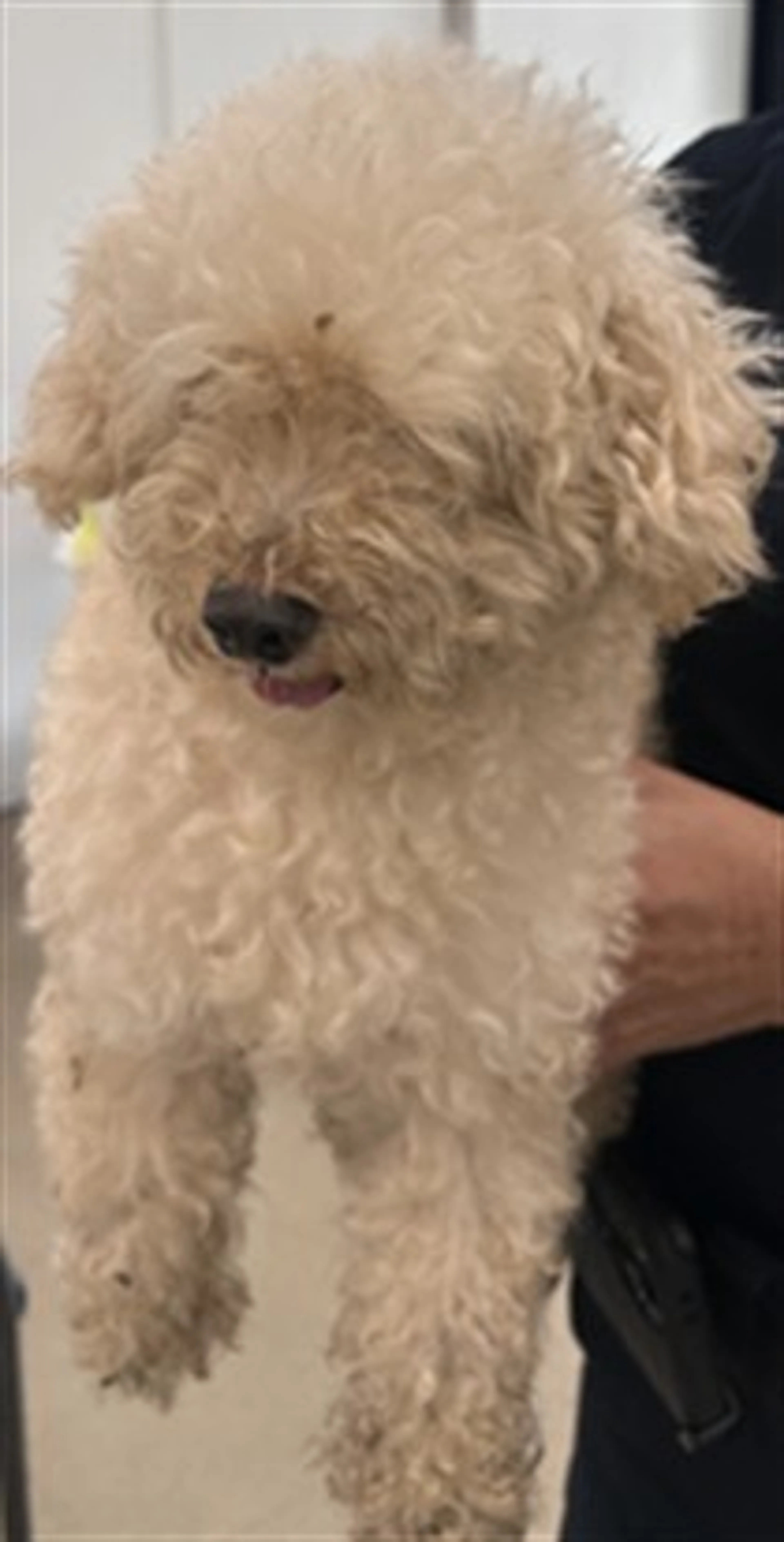 Found pet
