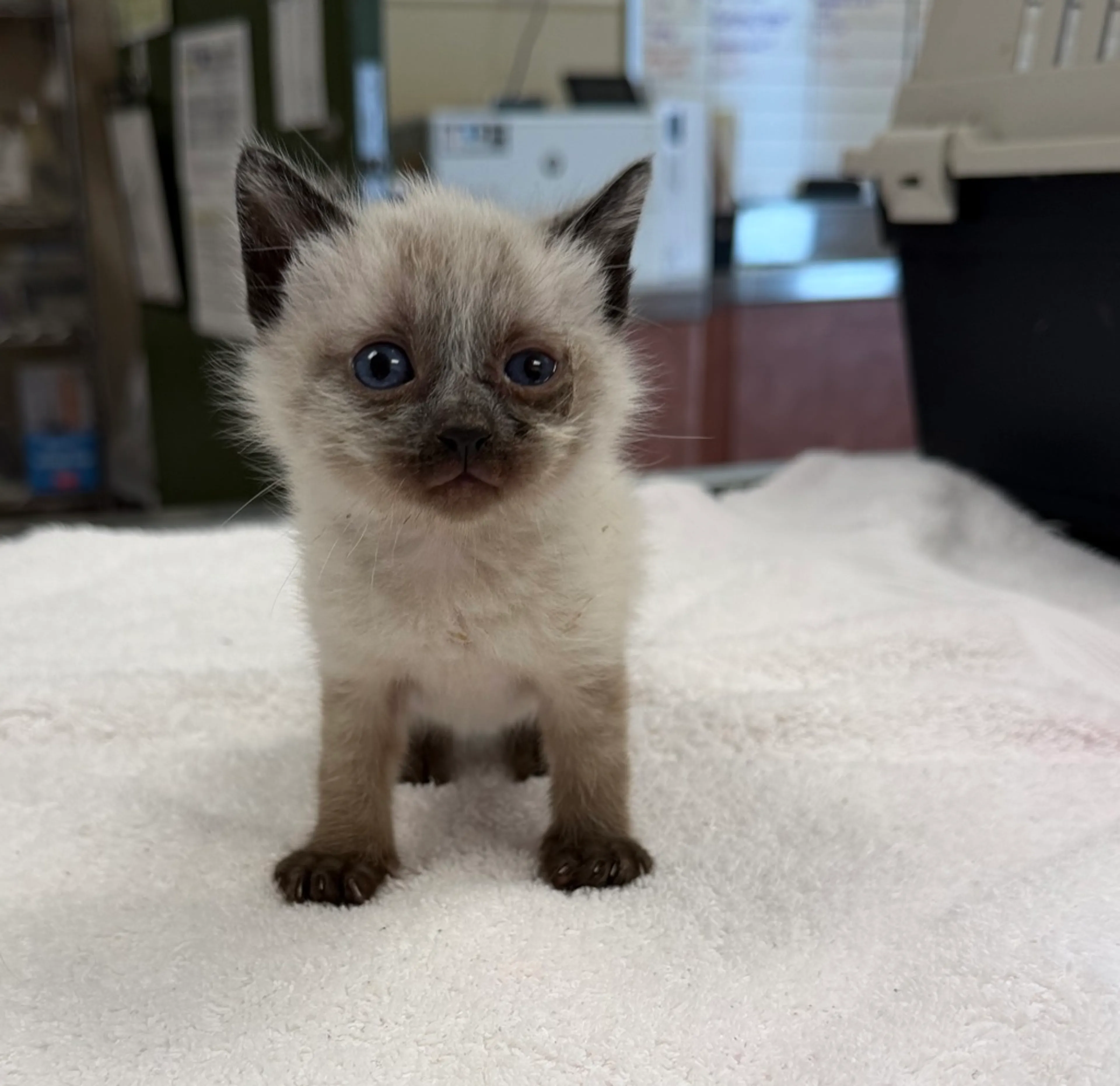 Found pet