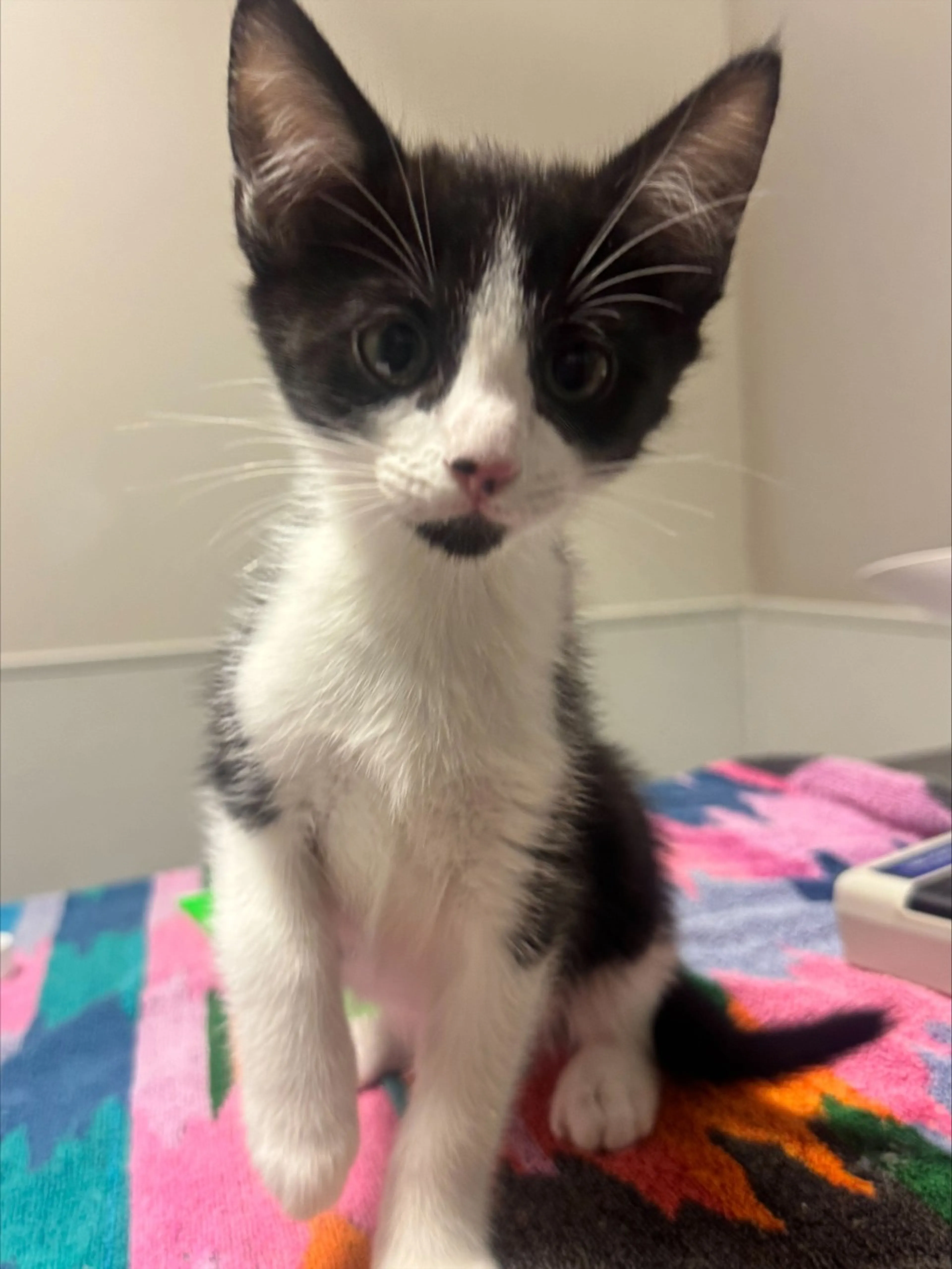 Found pet