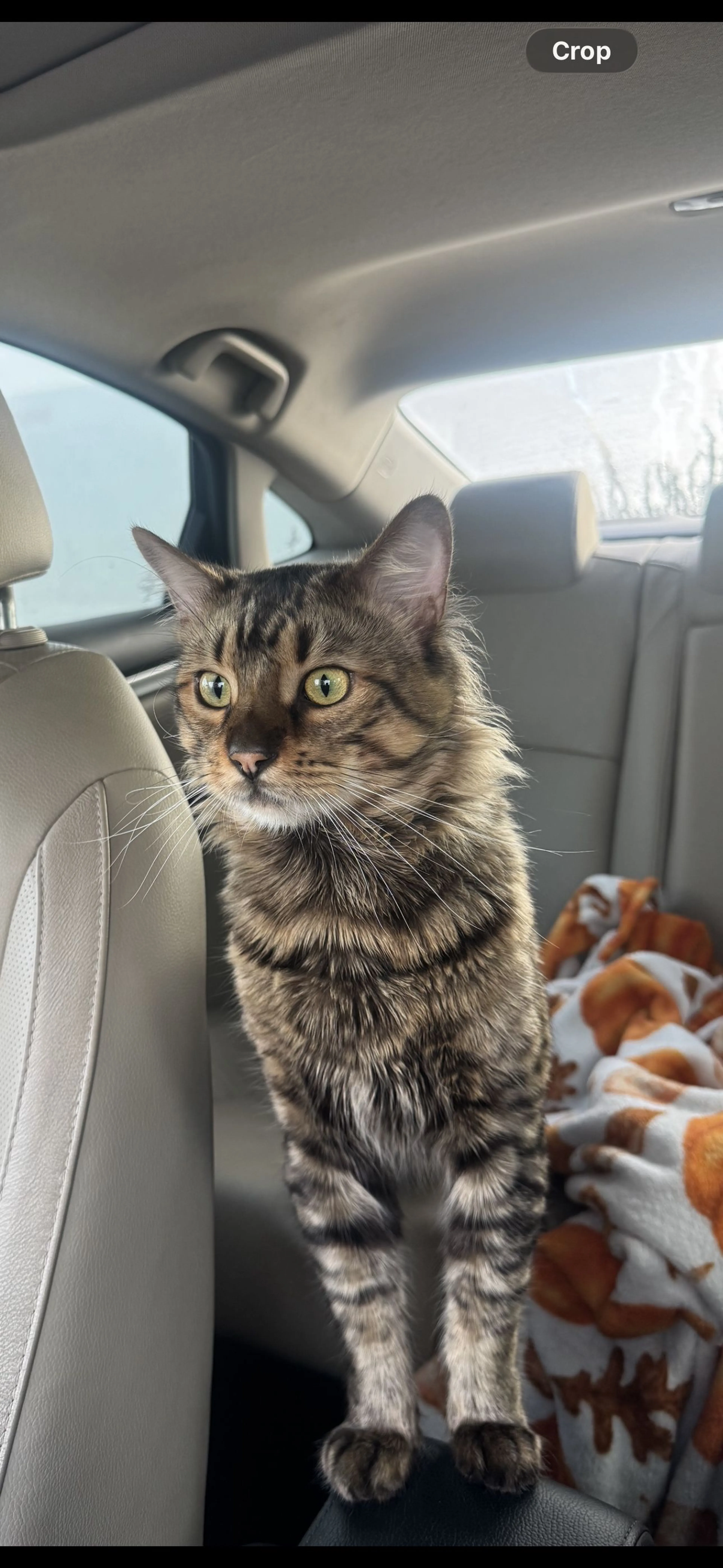 Lost pet