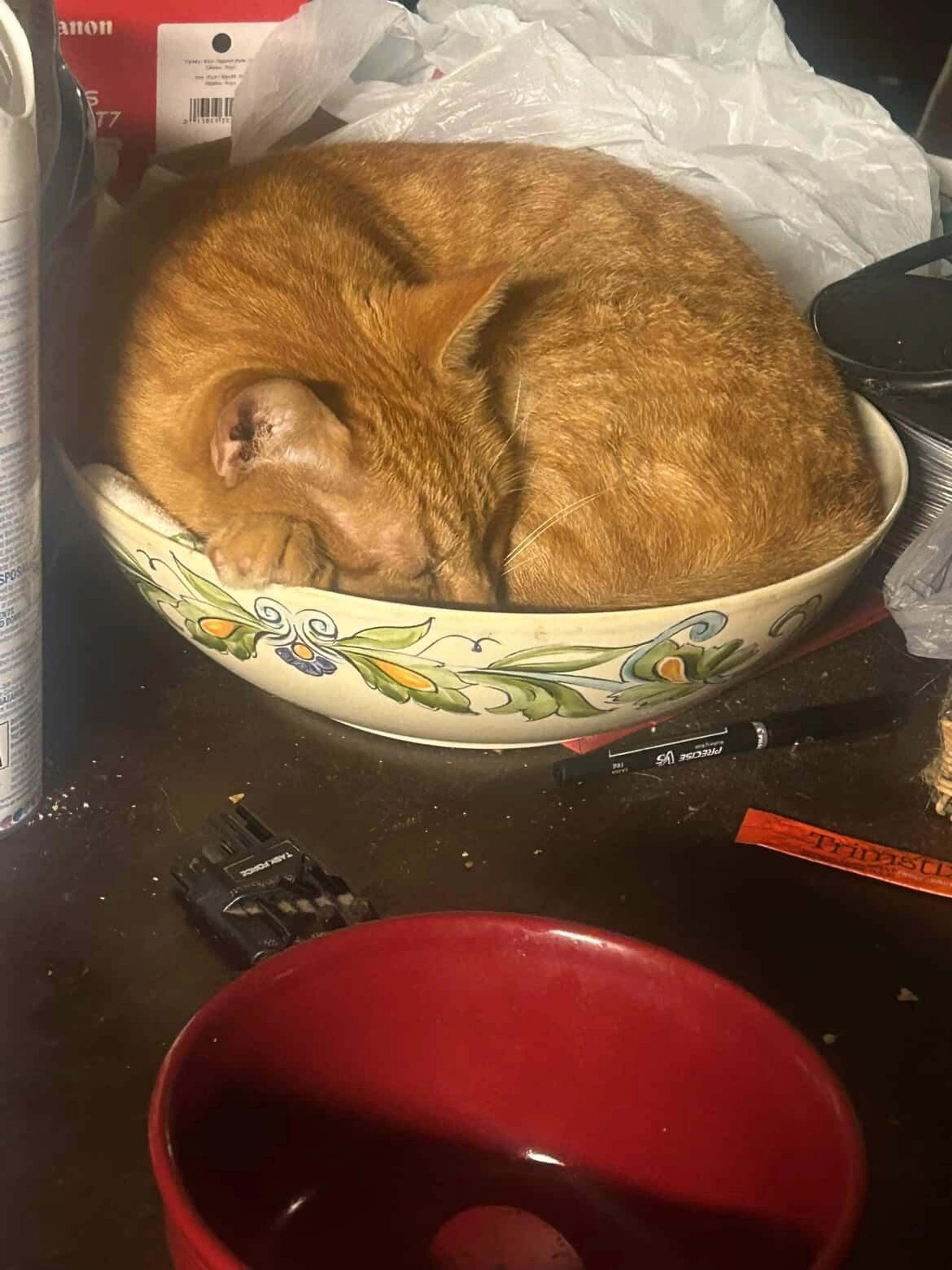 Lost pet-1