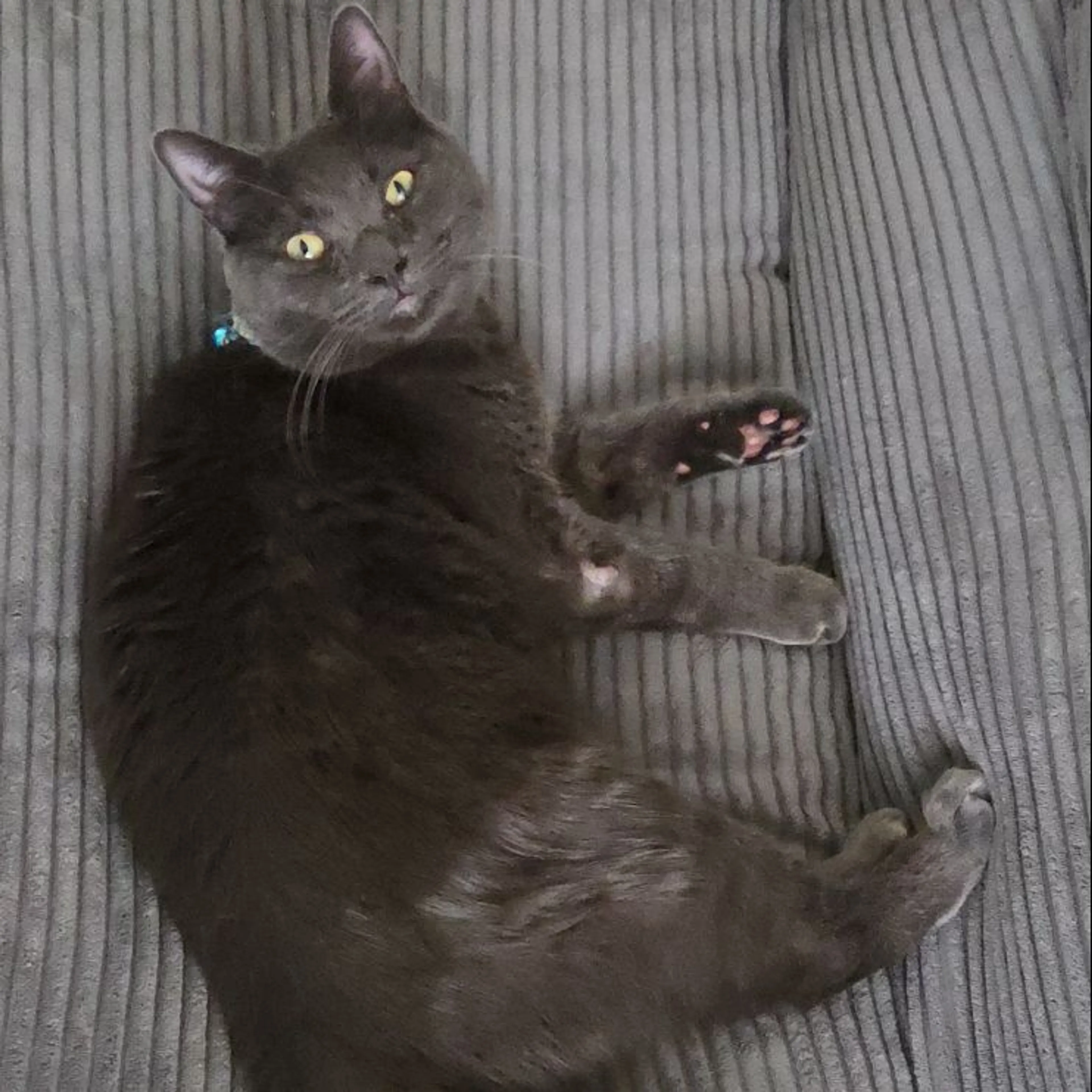 Lost pet