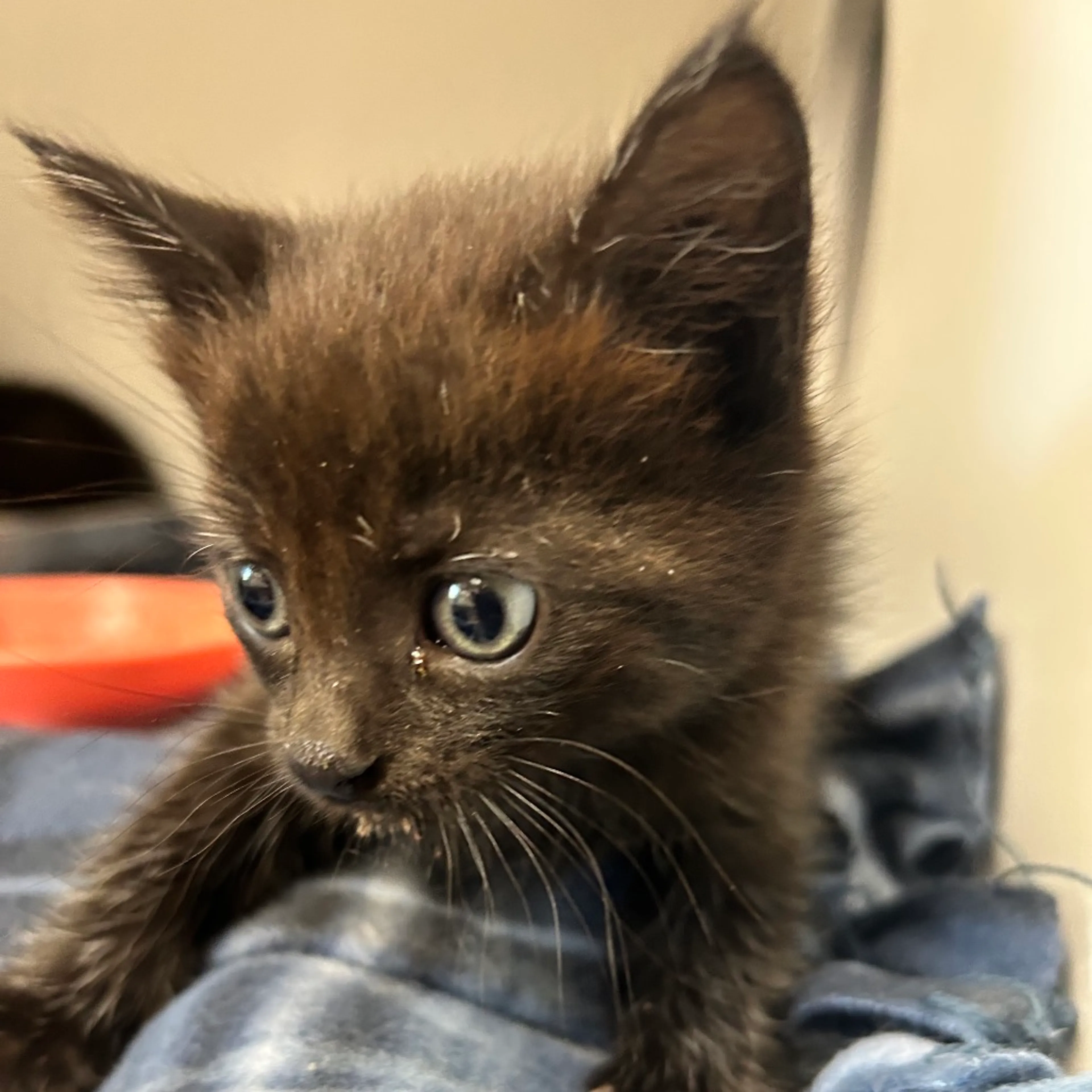 Found pet-1