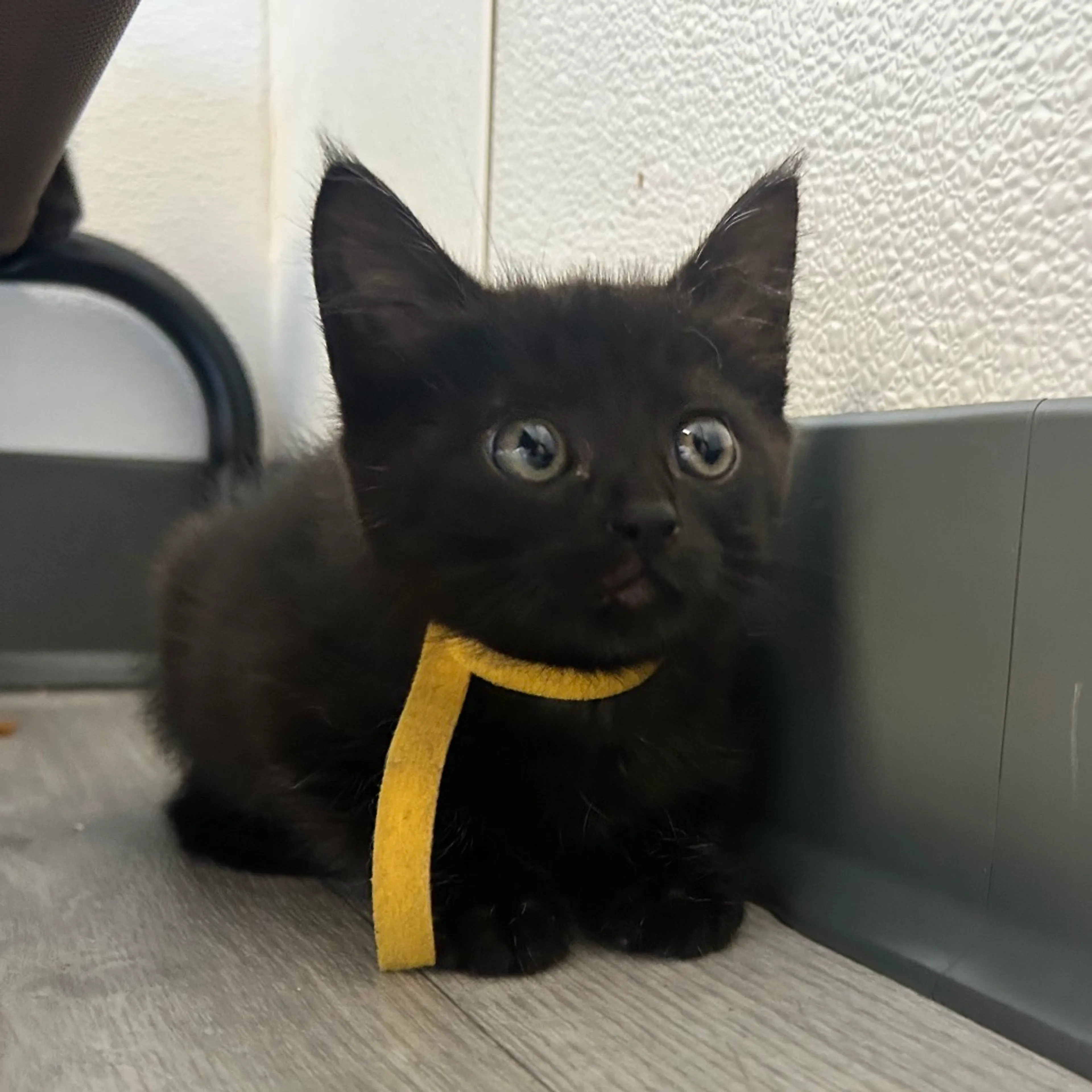 Found pet-1