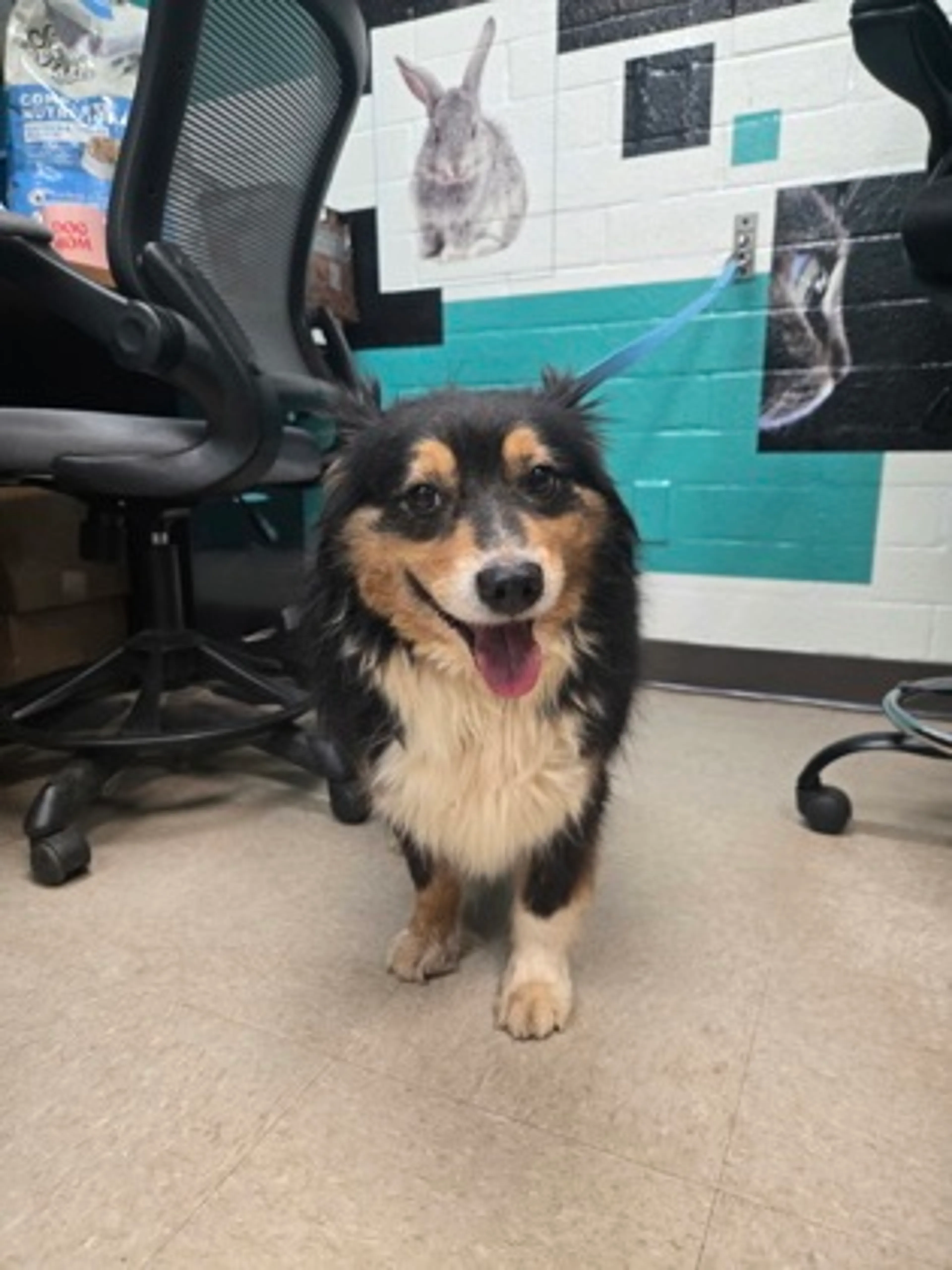 Found pet-2