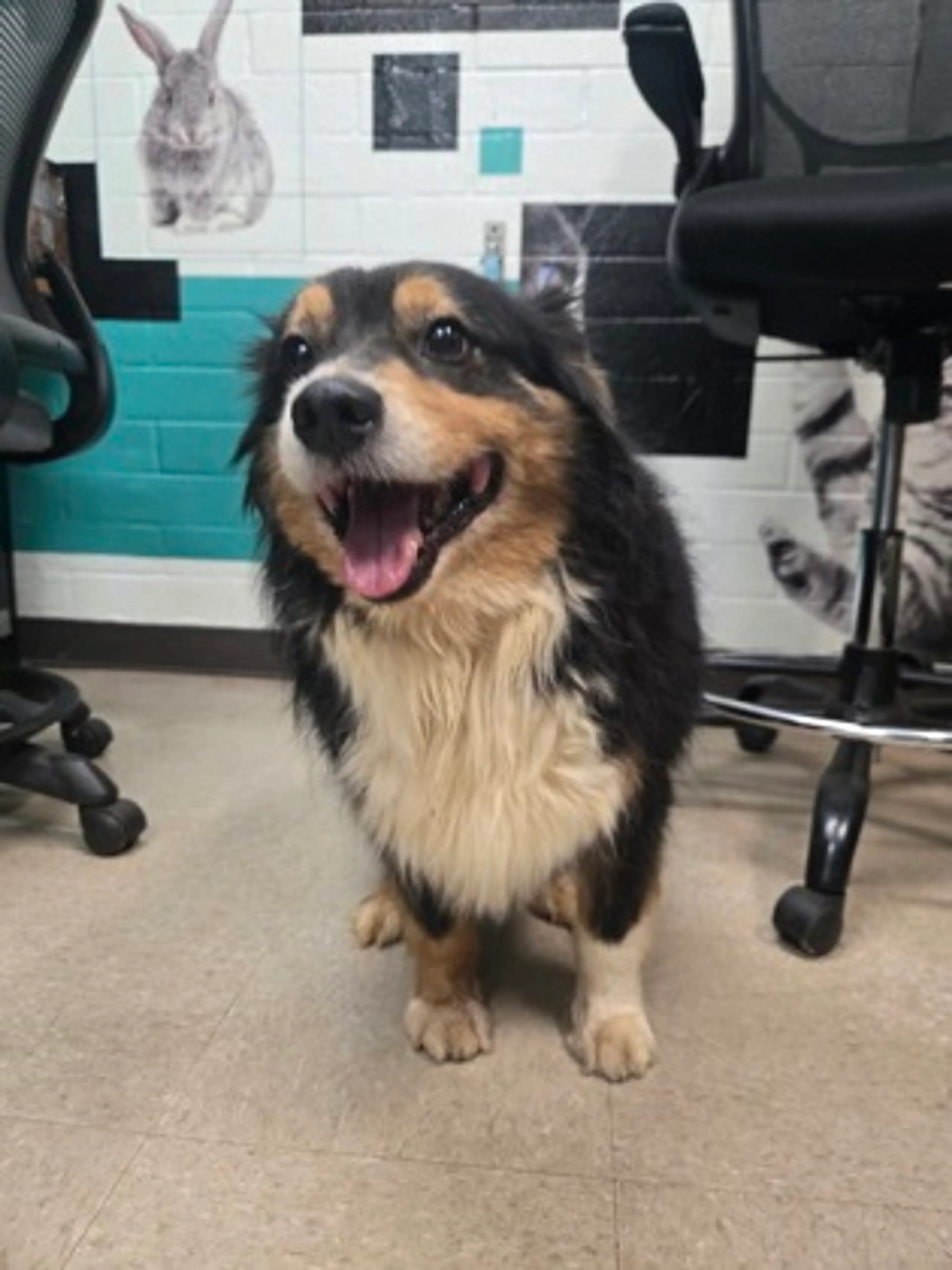 Found pet-1