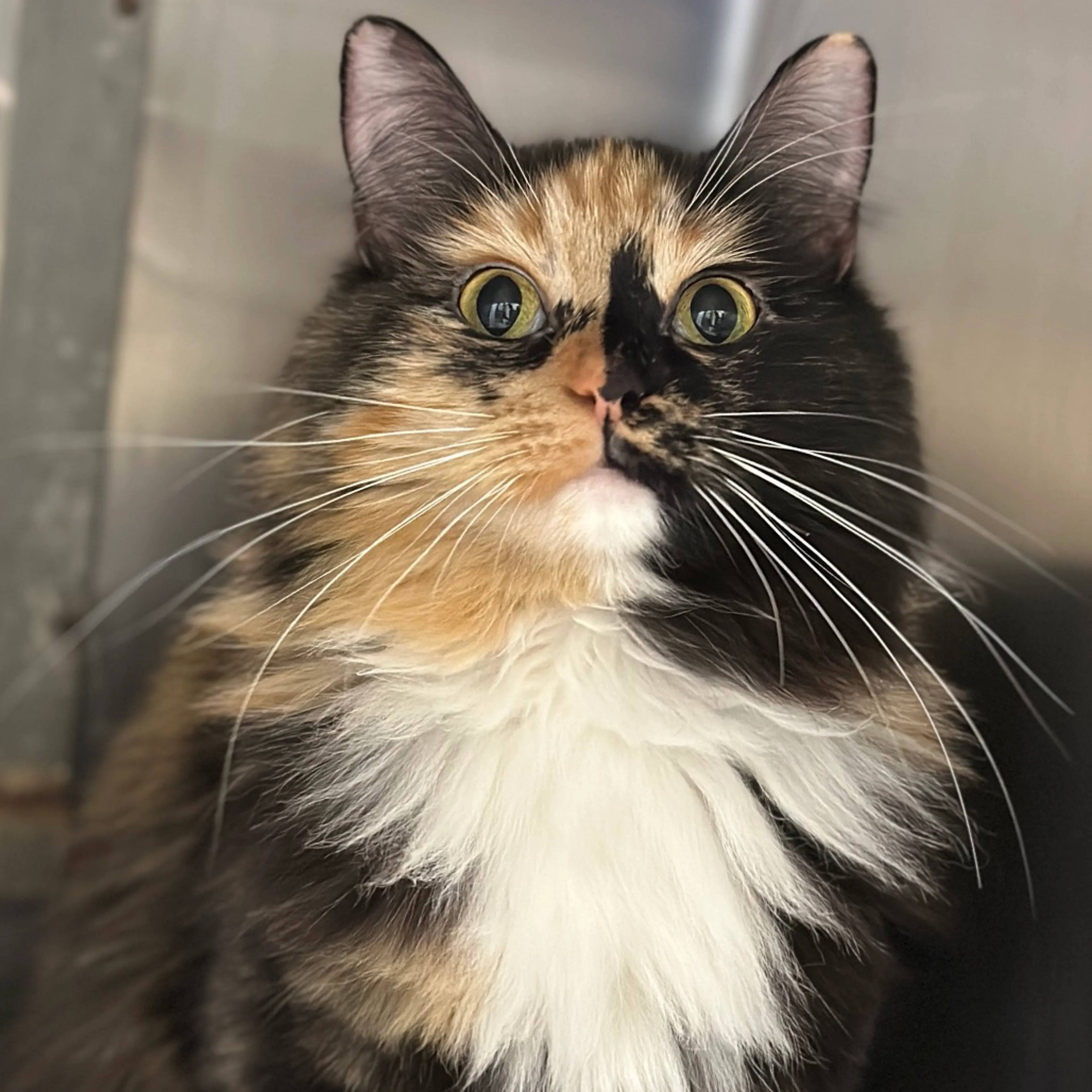 Found pet-1