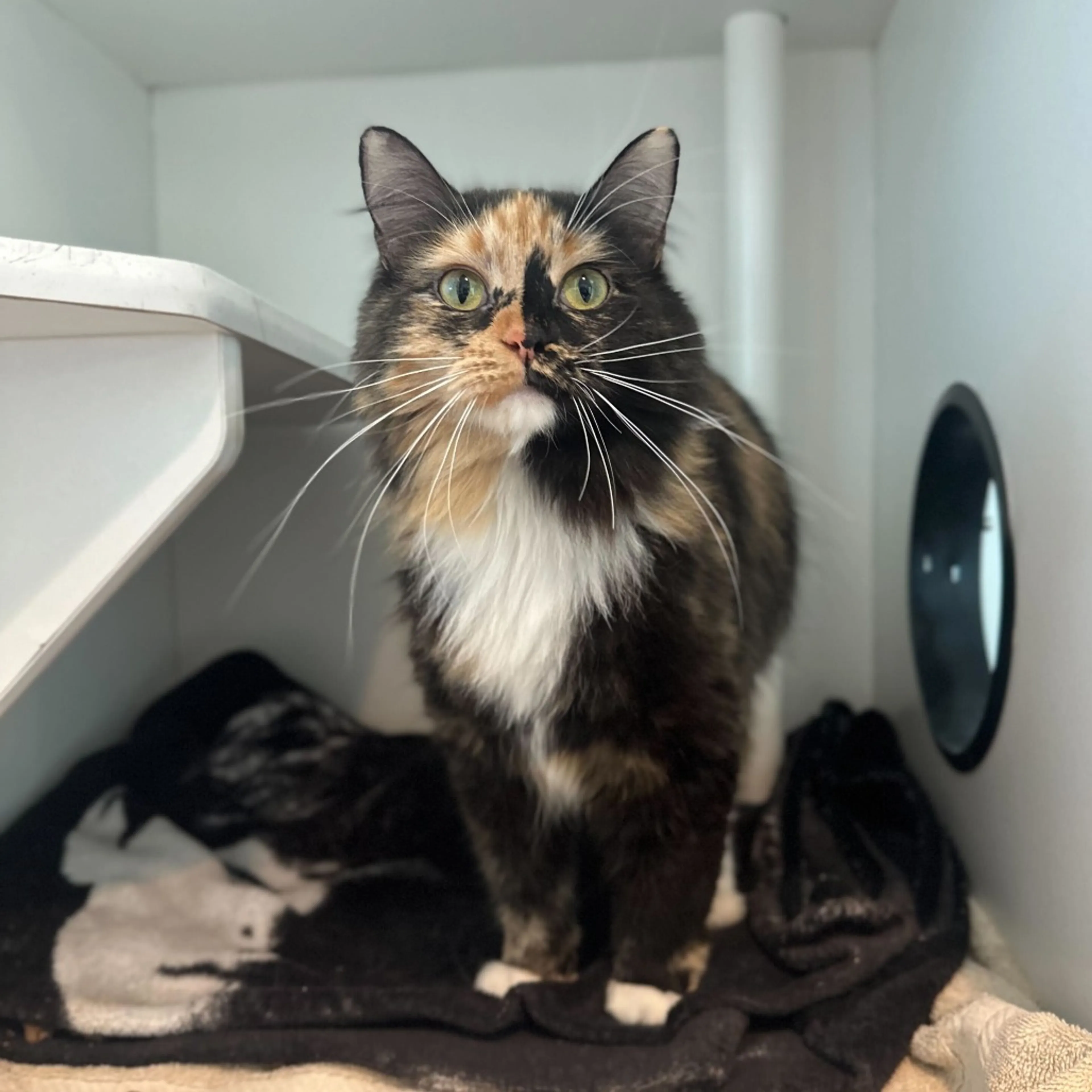 Found pet-3