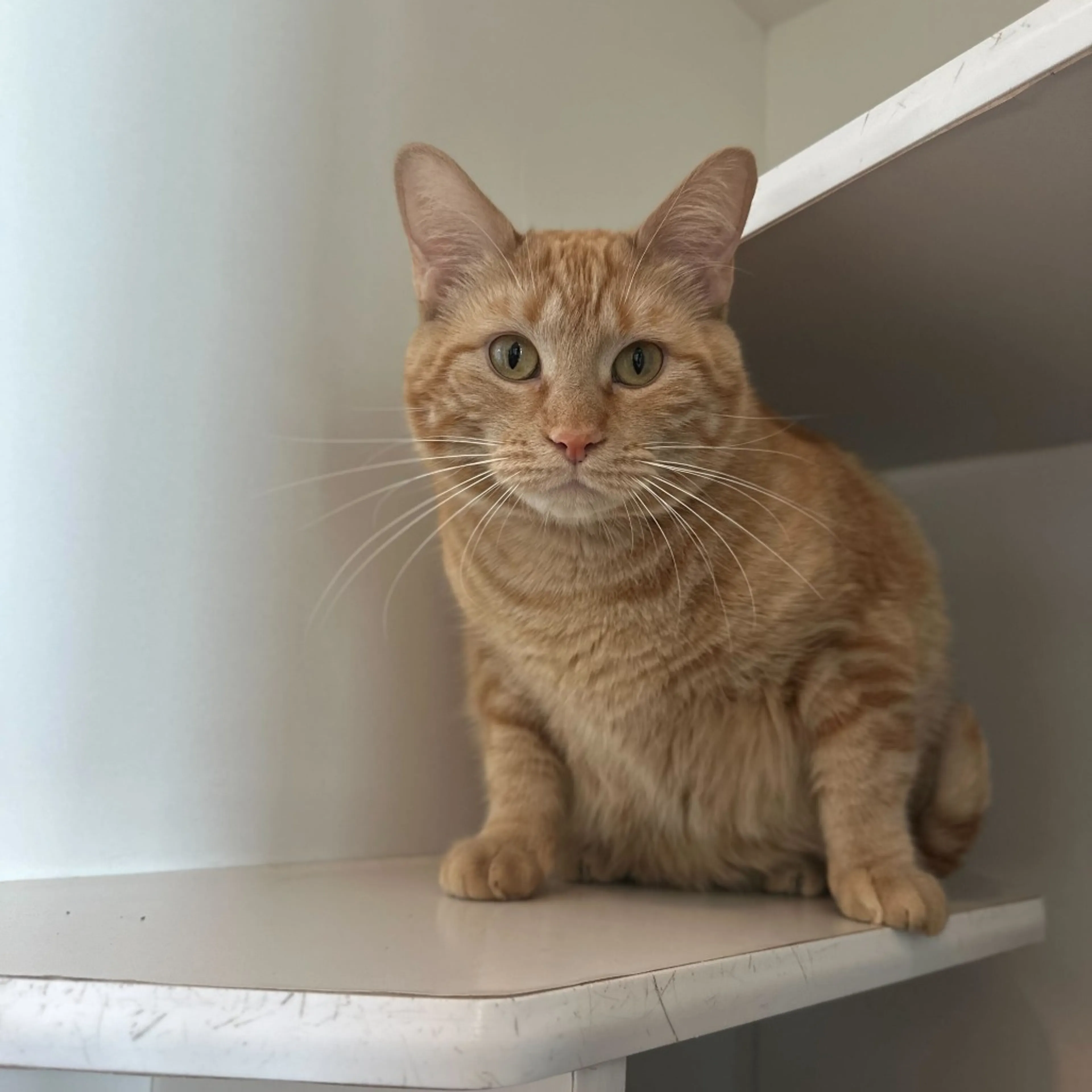Found pet-3