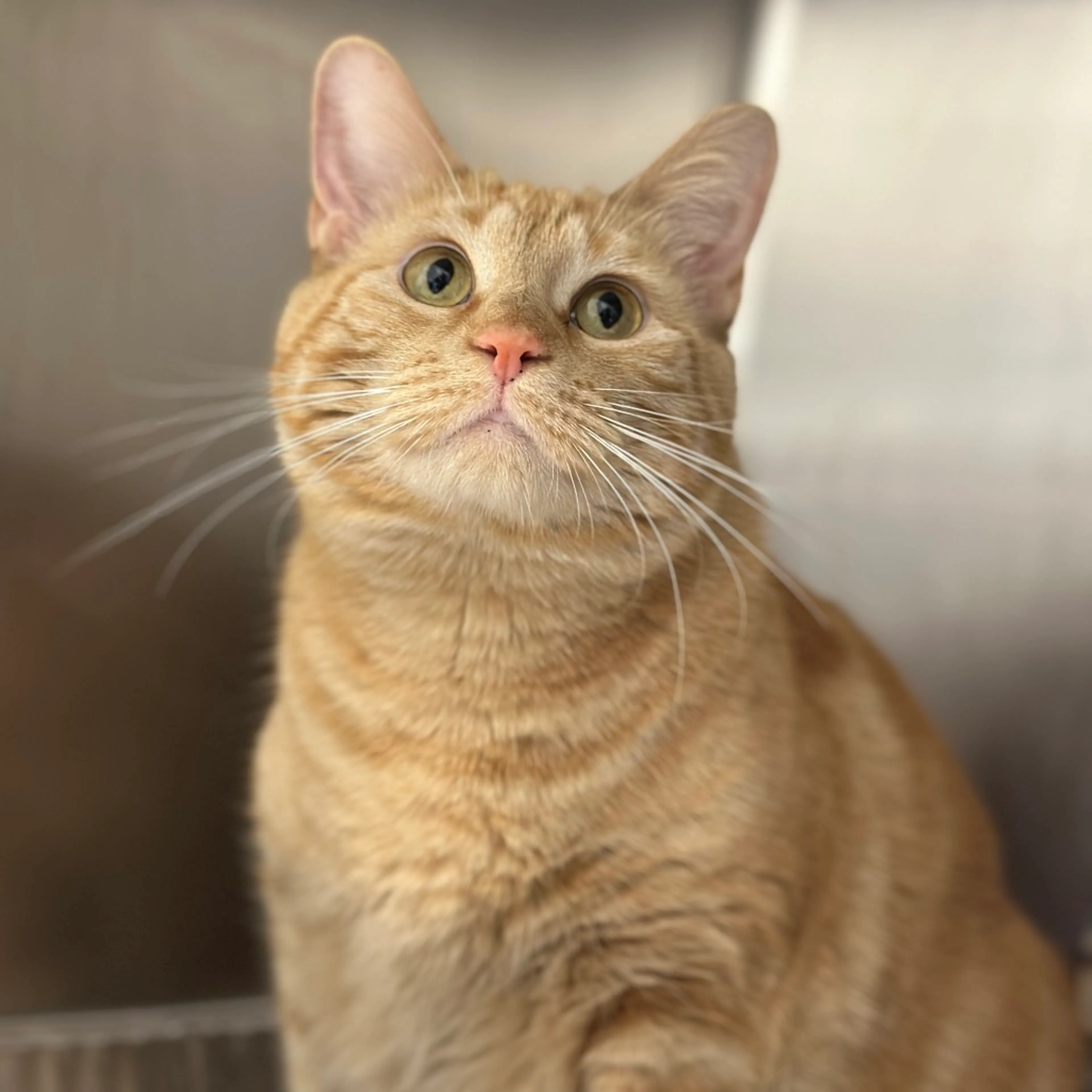 Found pet-2