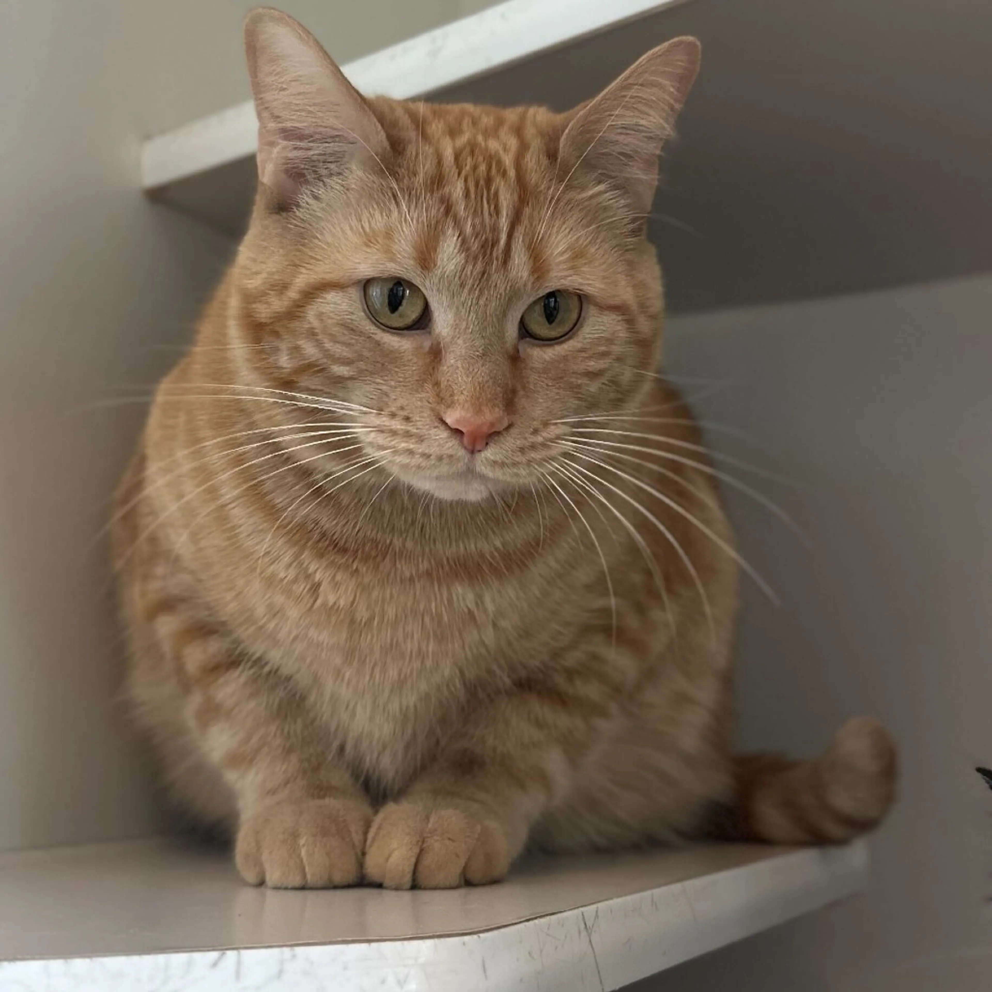 Found pet-0
