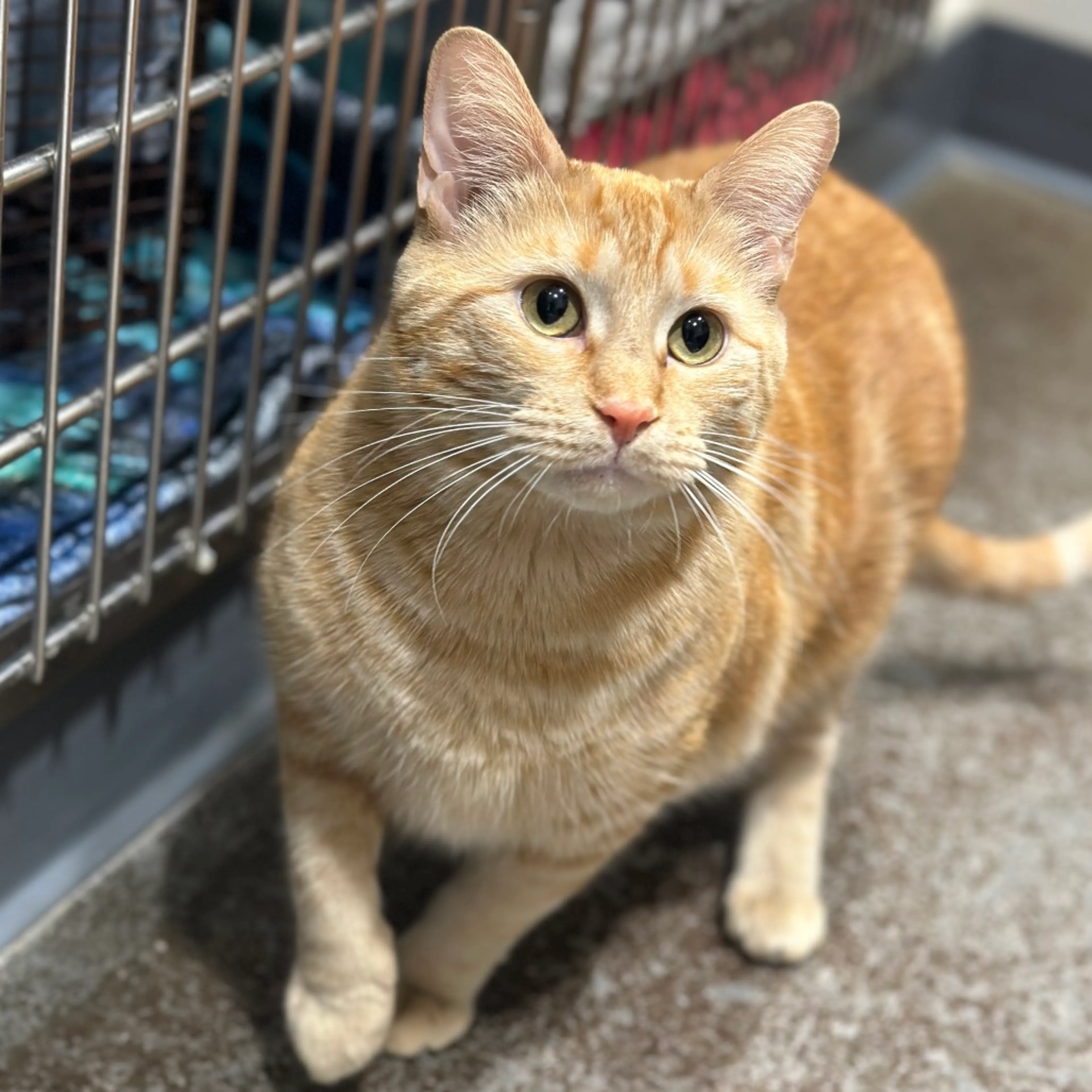 Found pet-1