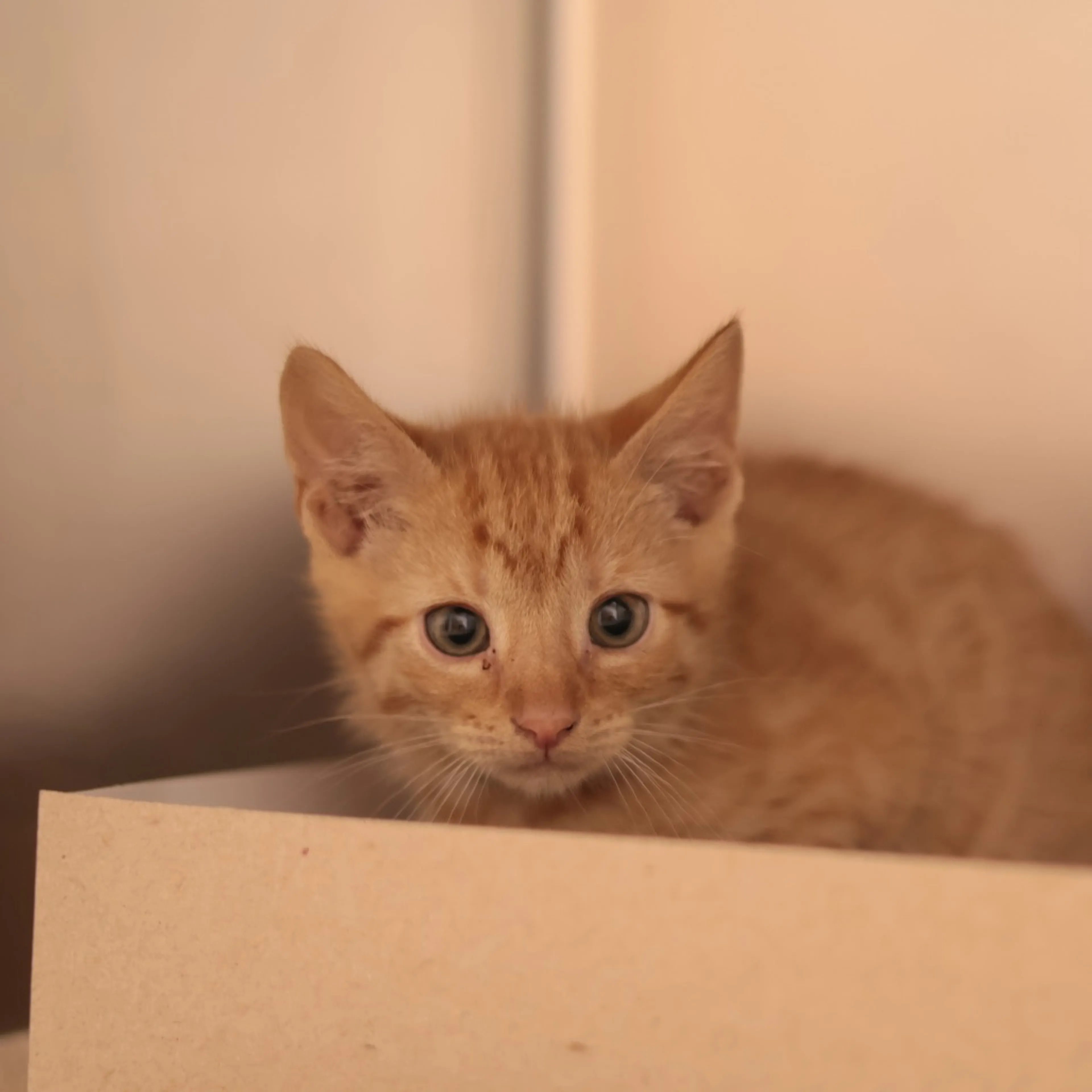 Found pet-0