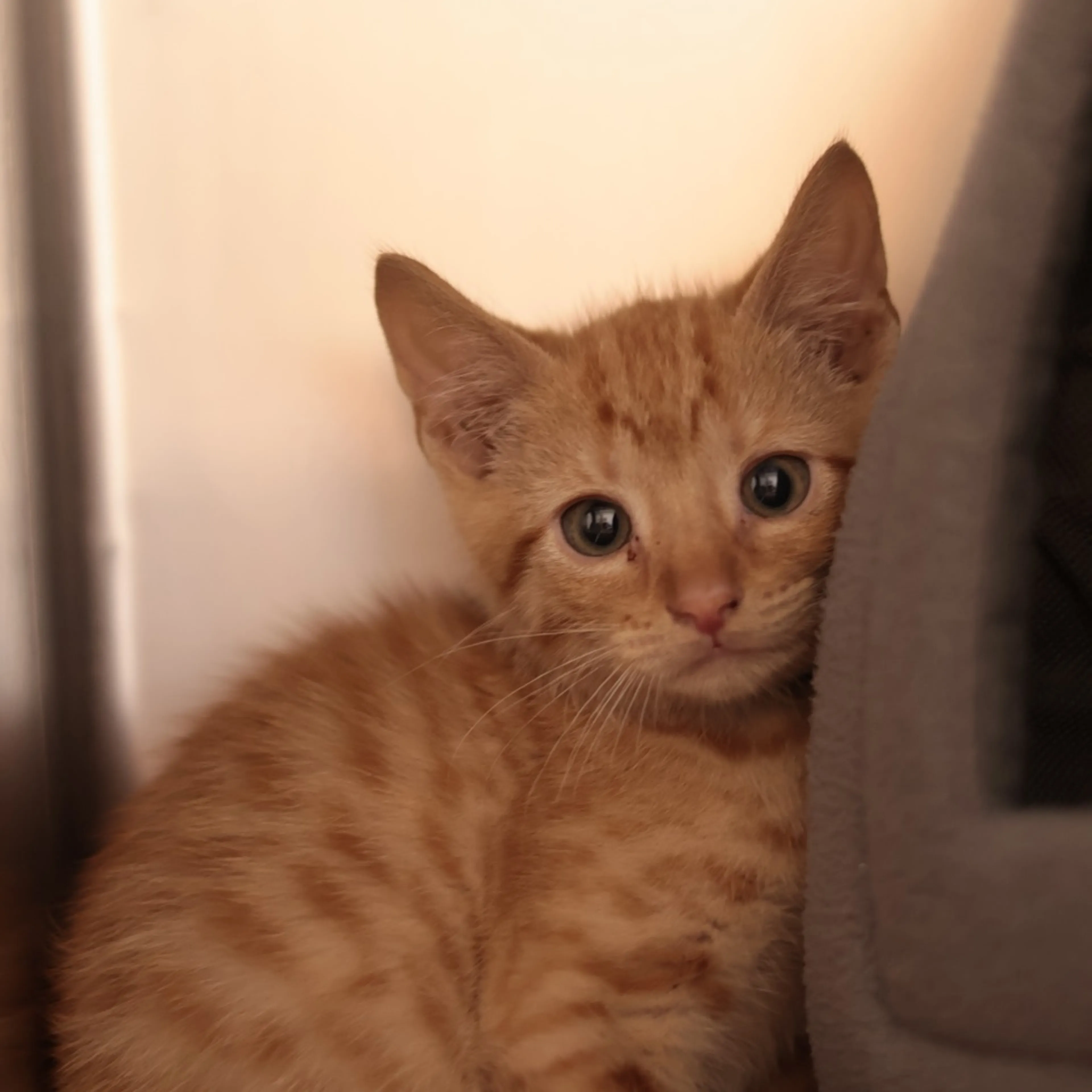 Found pet-1