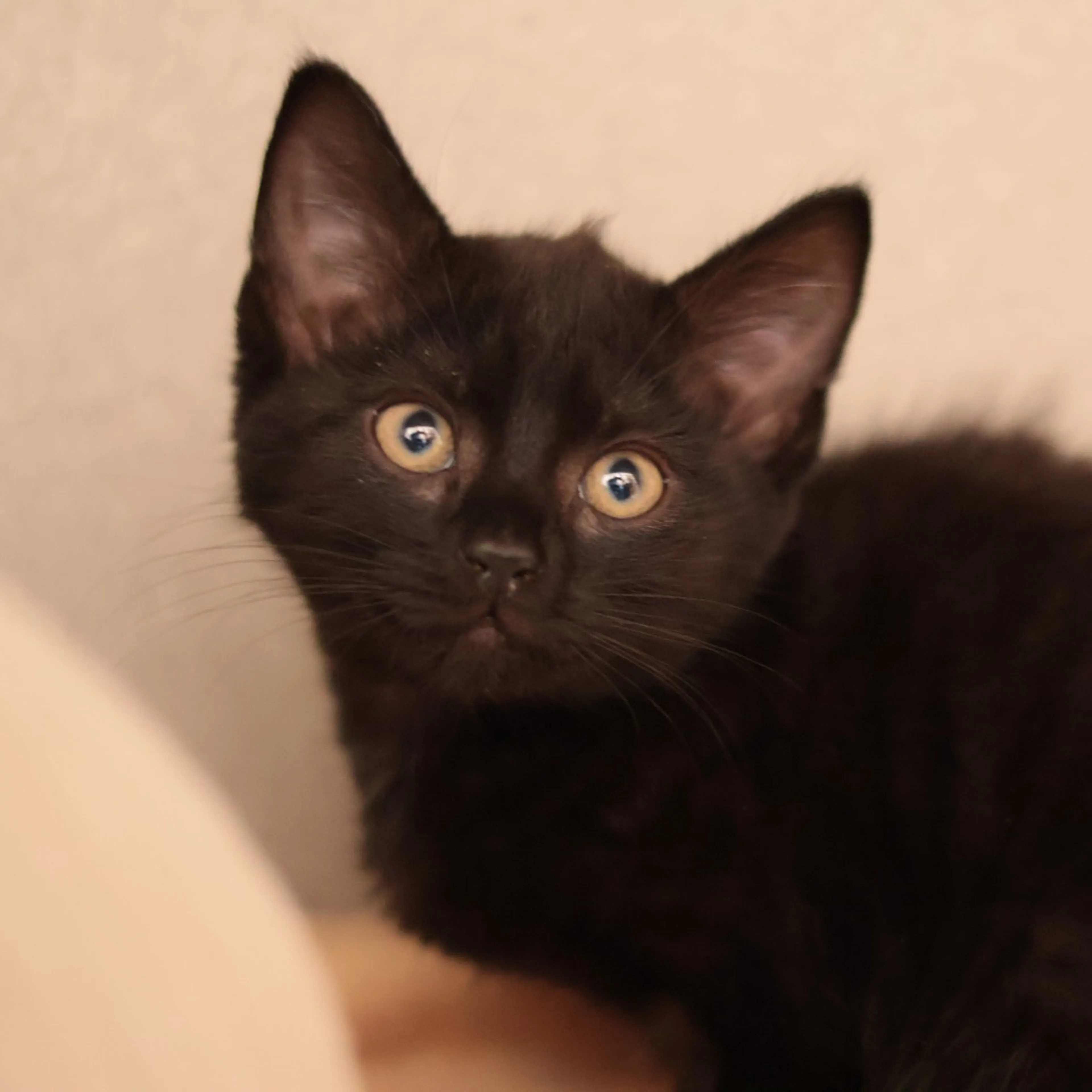 Found pet-0