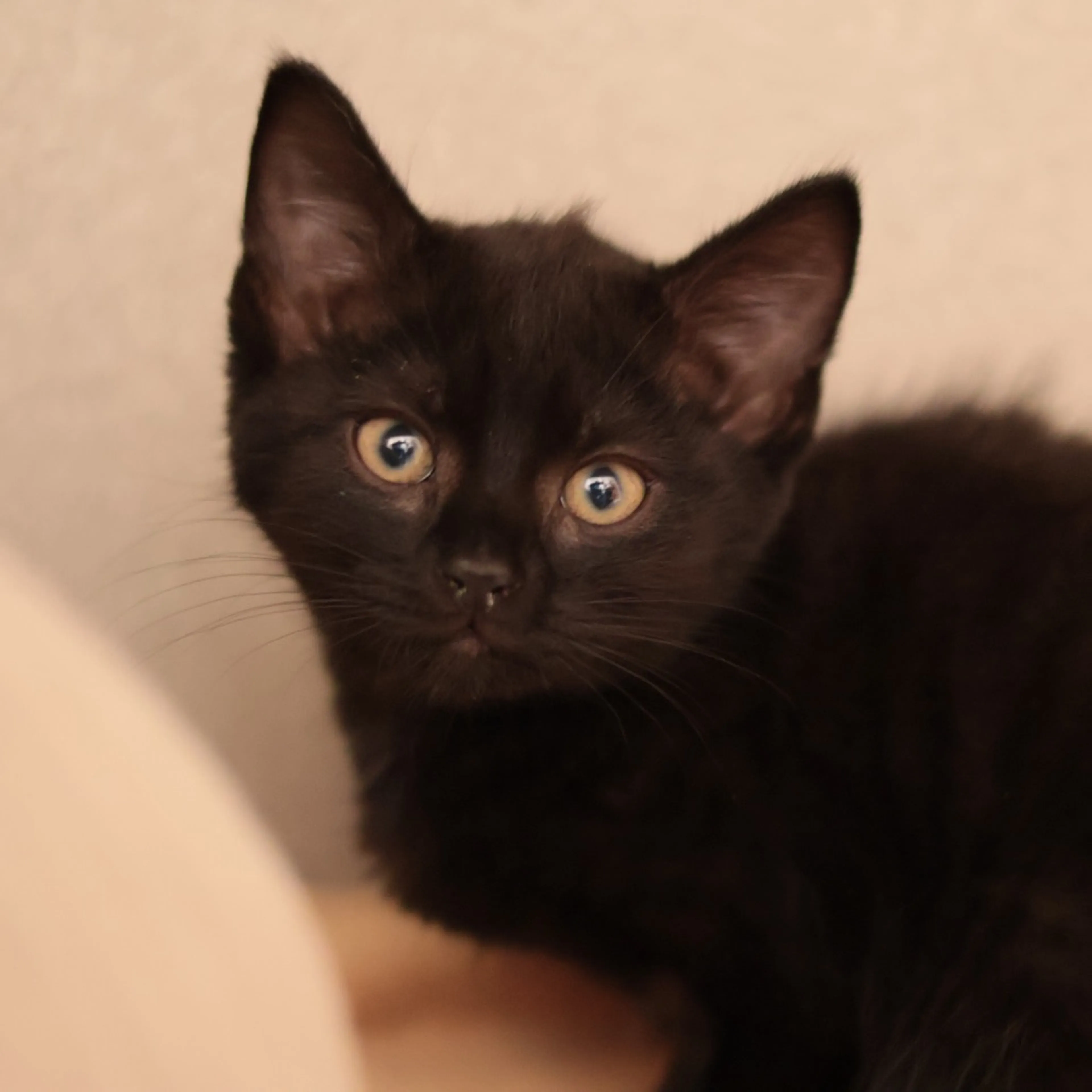 Found pet-1