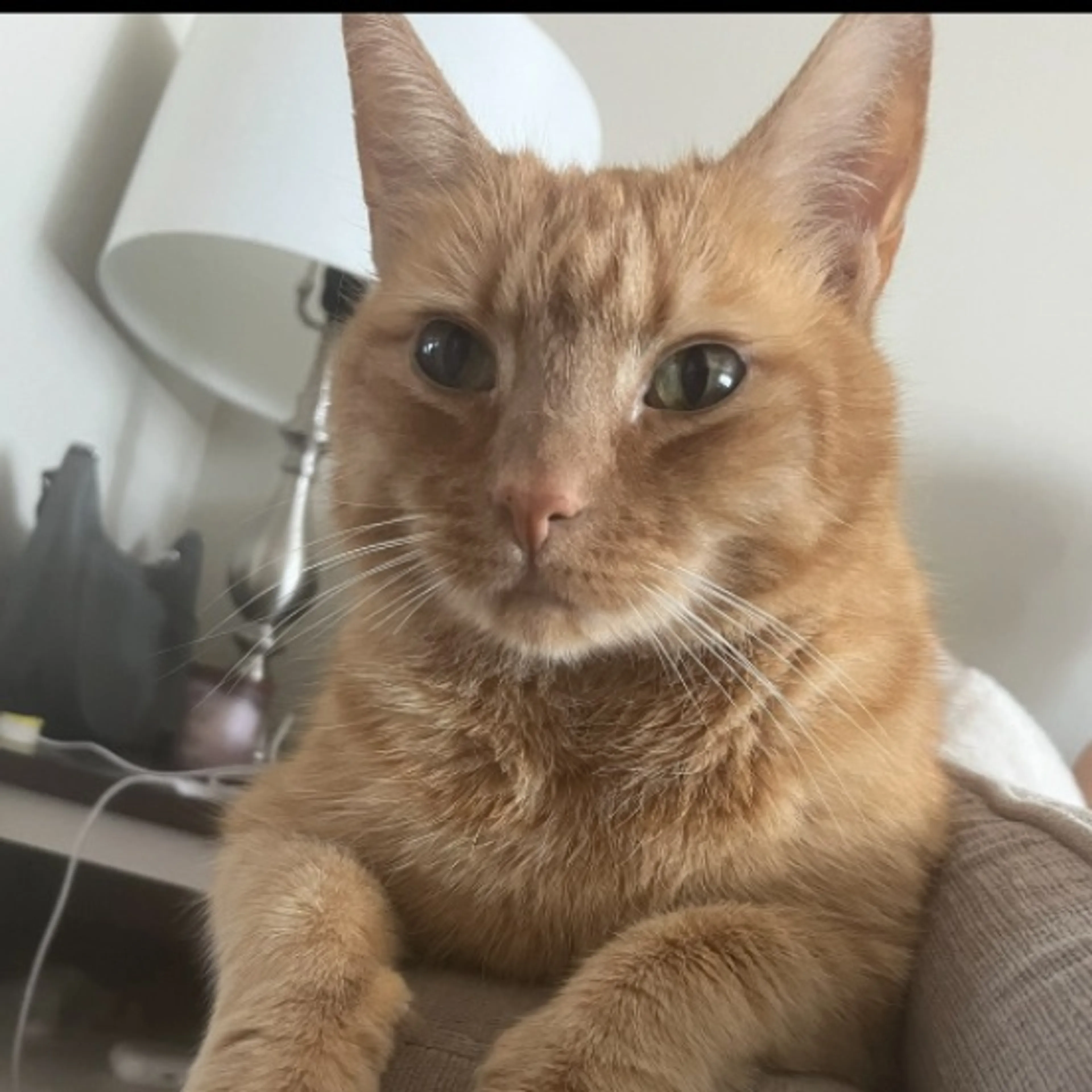 Lost pet