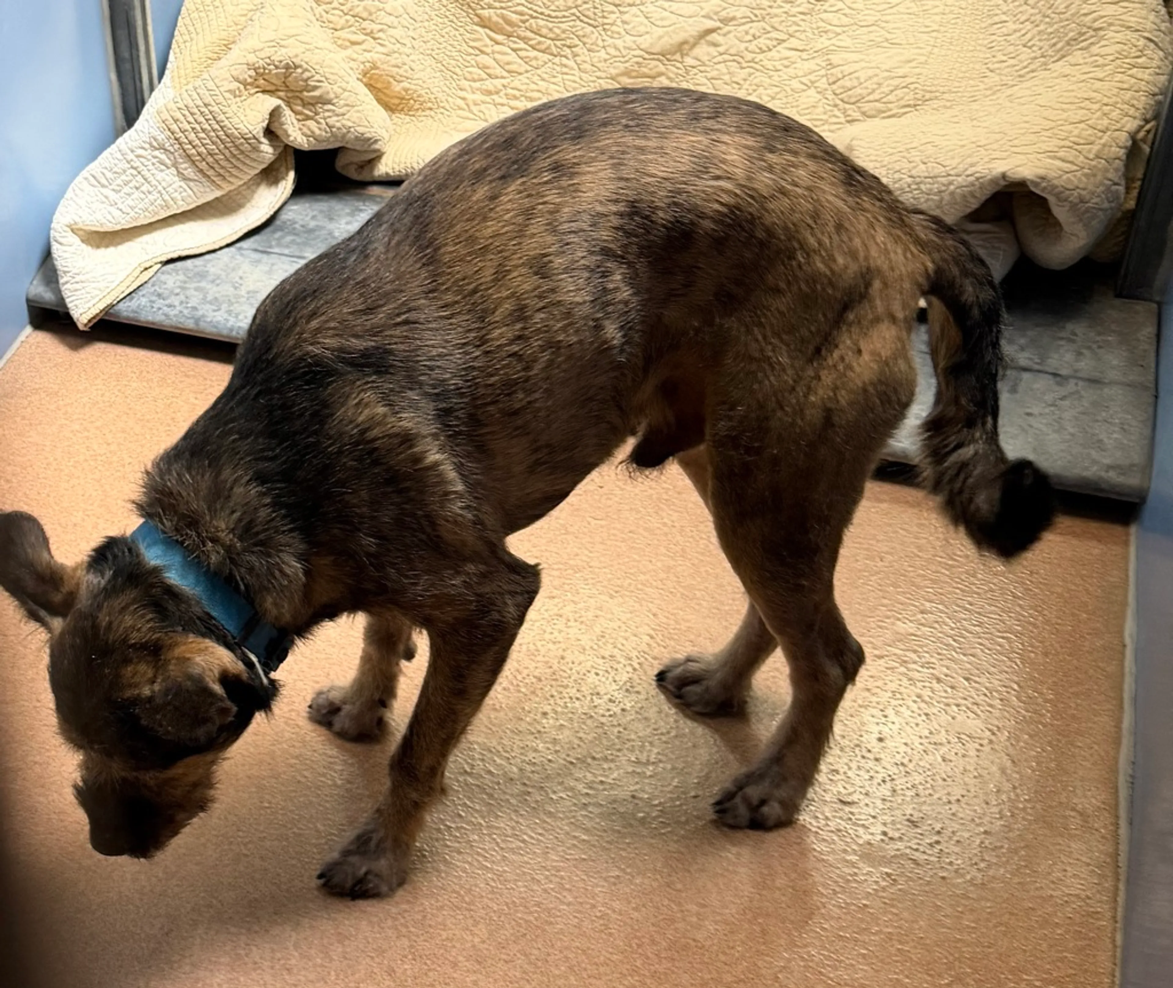 Found pet-1