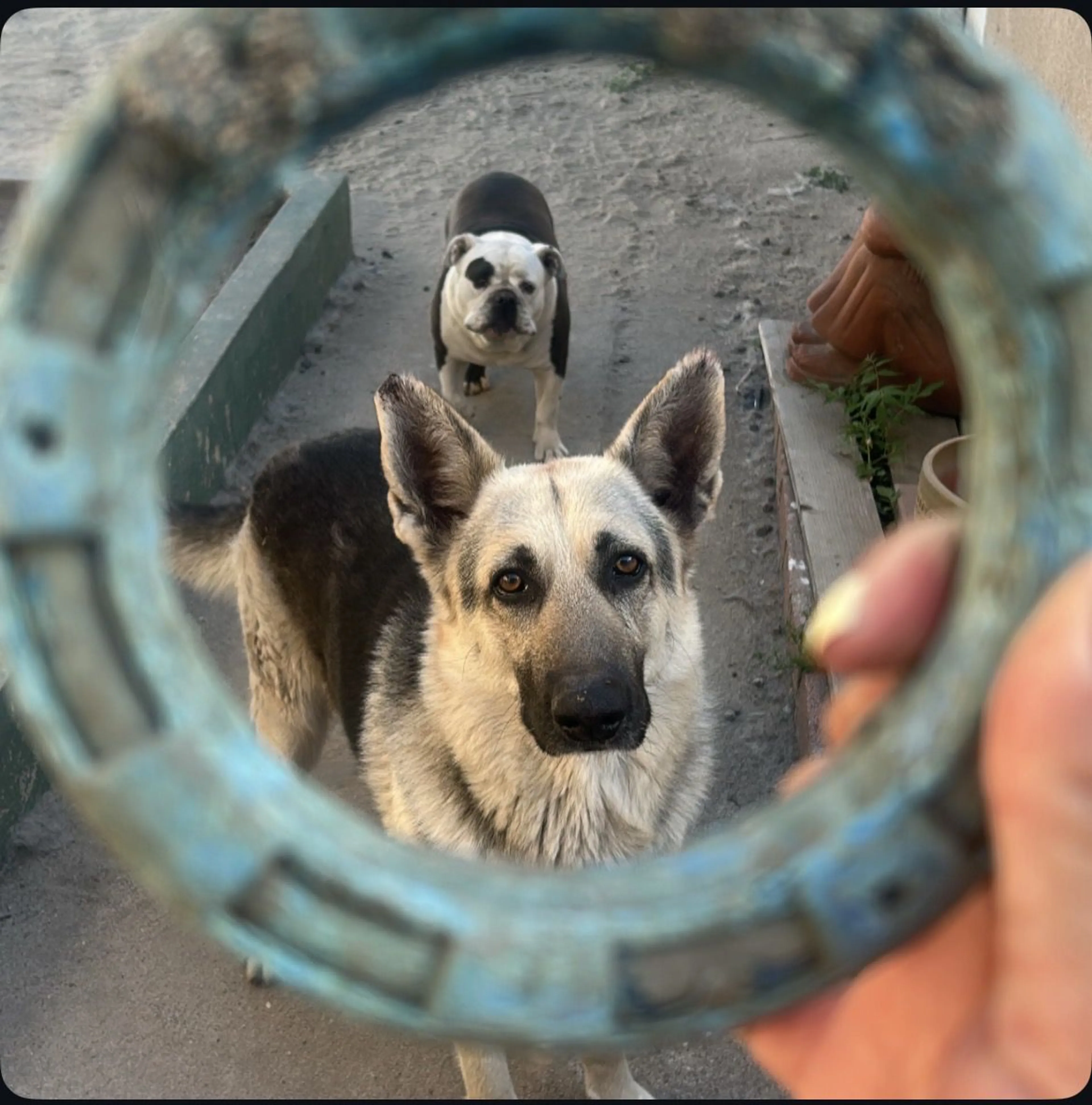 Lost pet