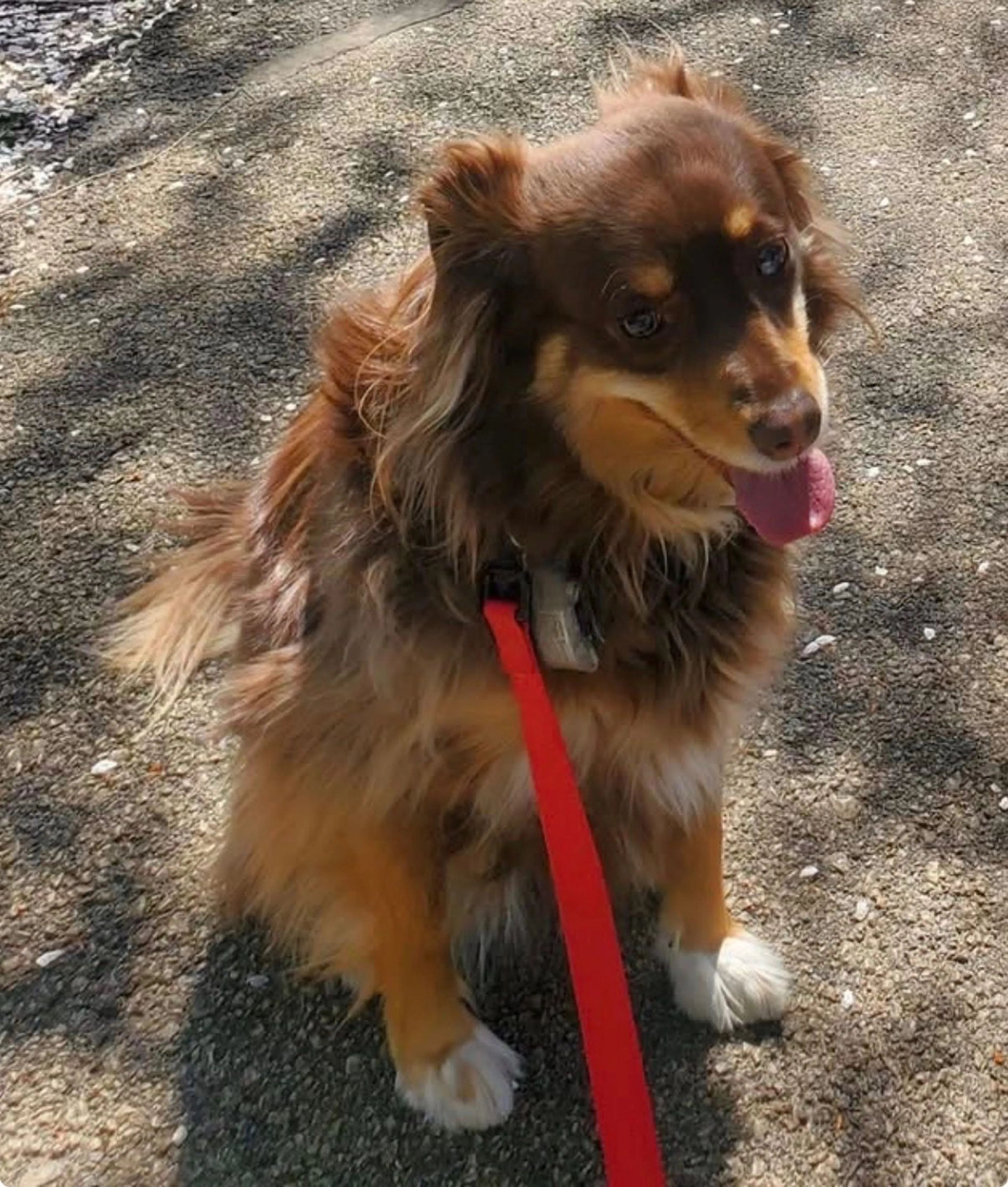 Lost pet