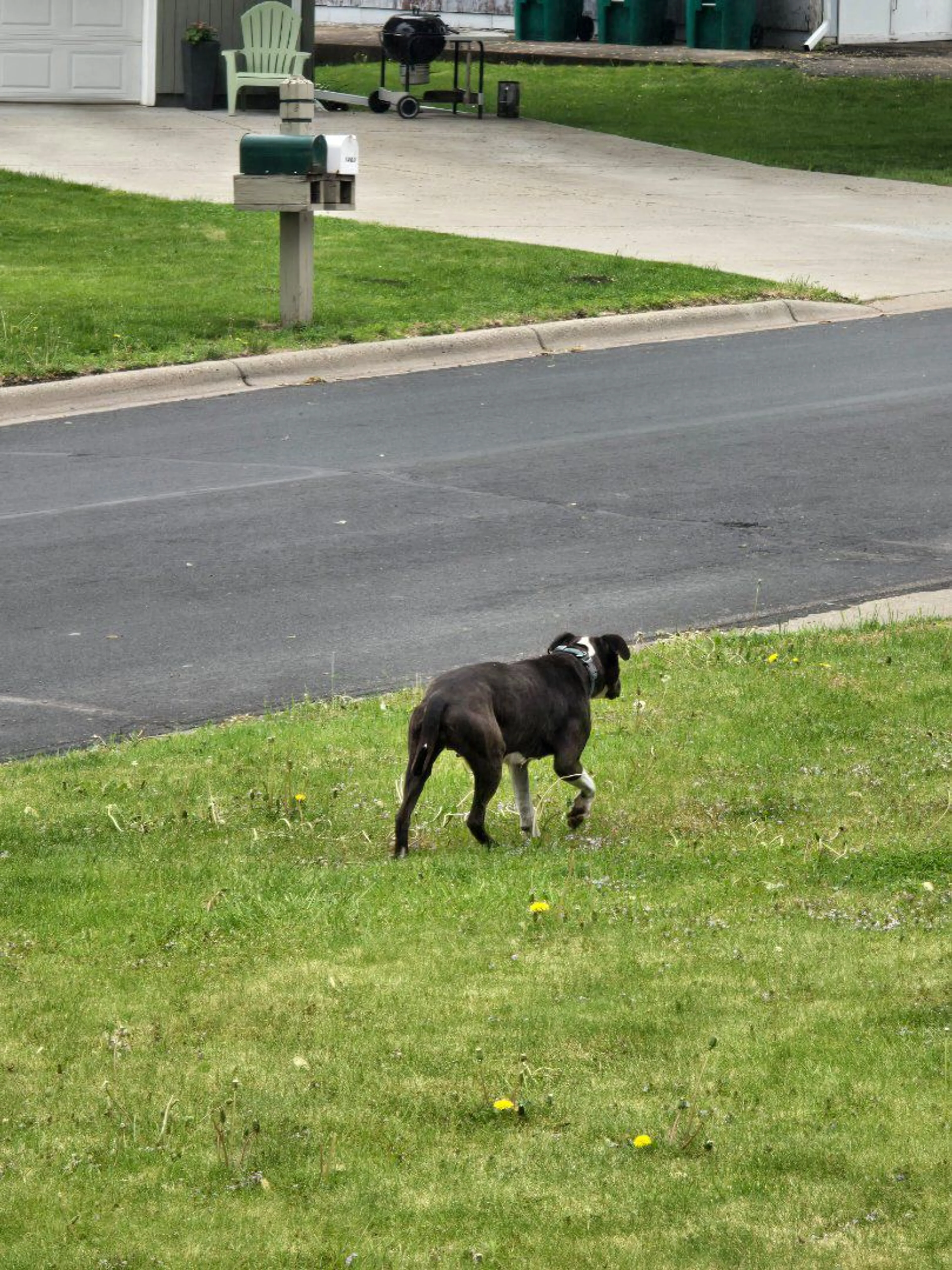 Lost pet