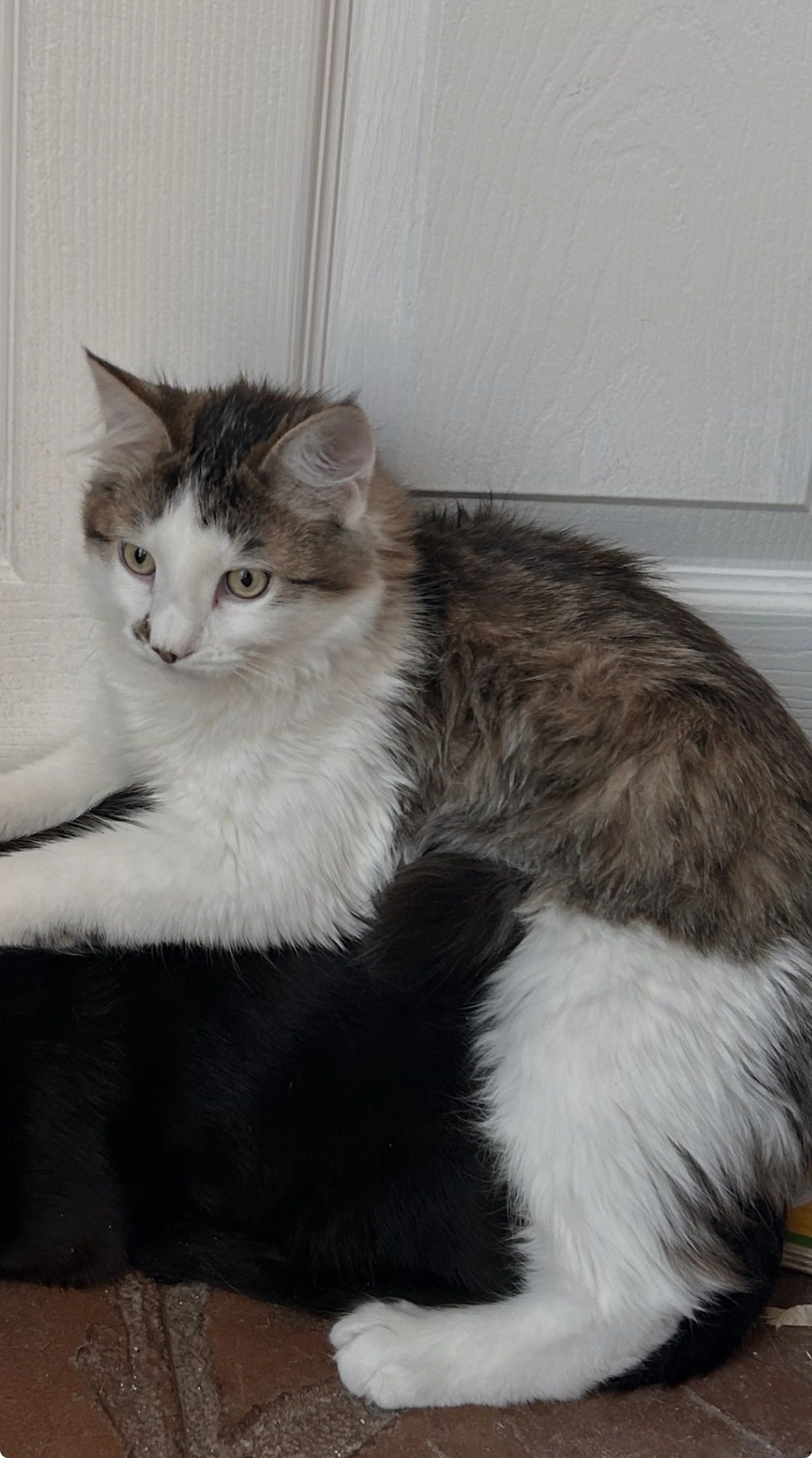 Lost pet