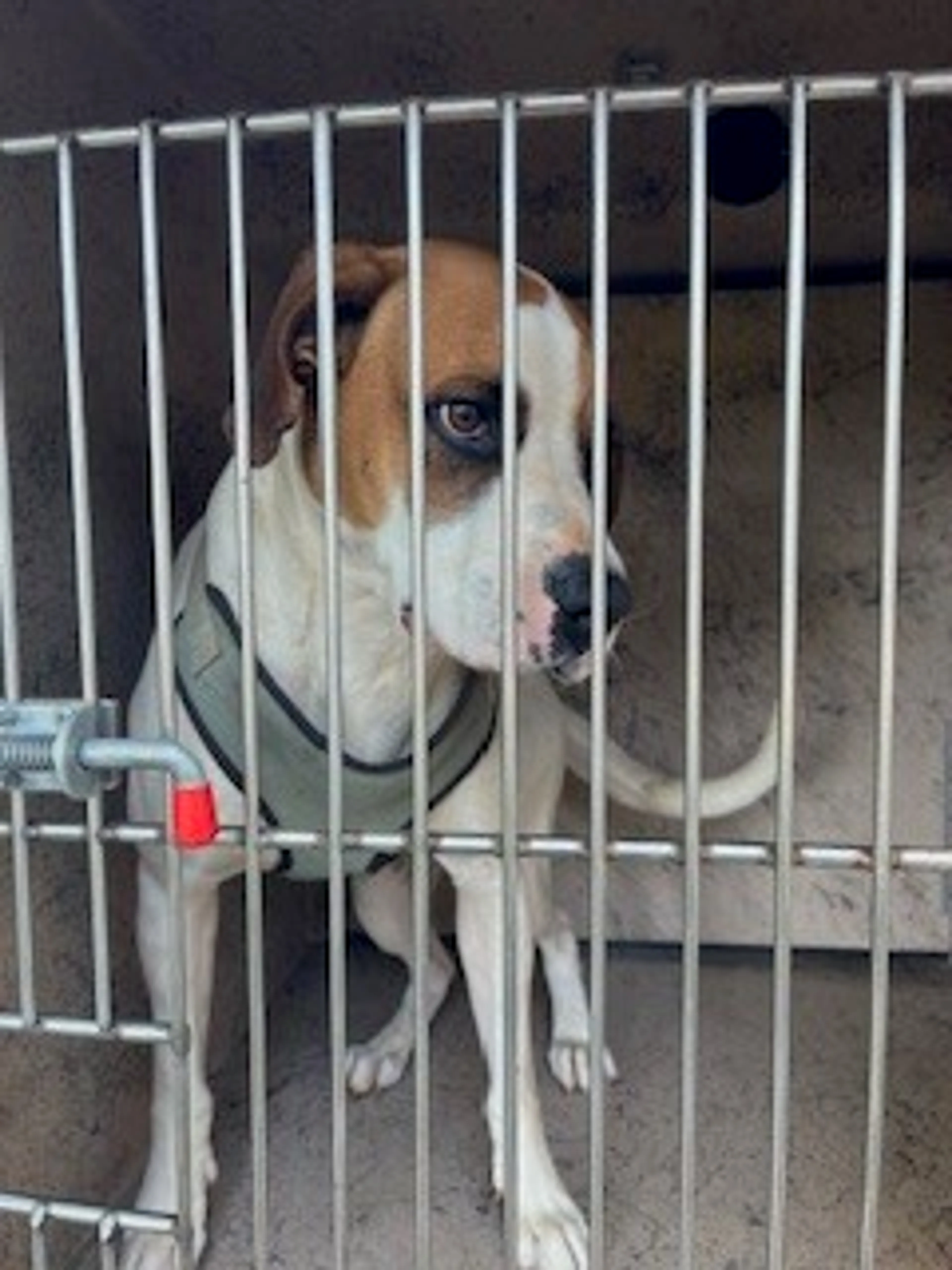 Found pet