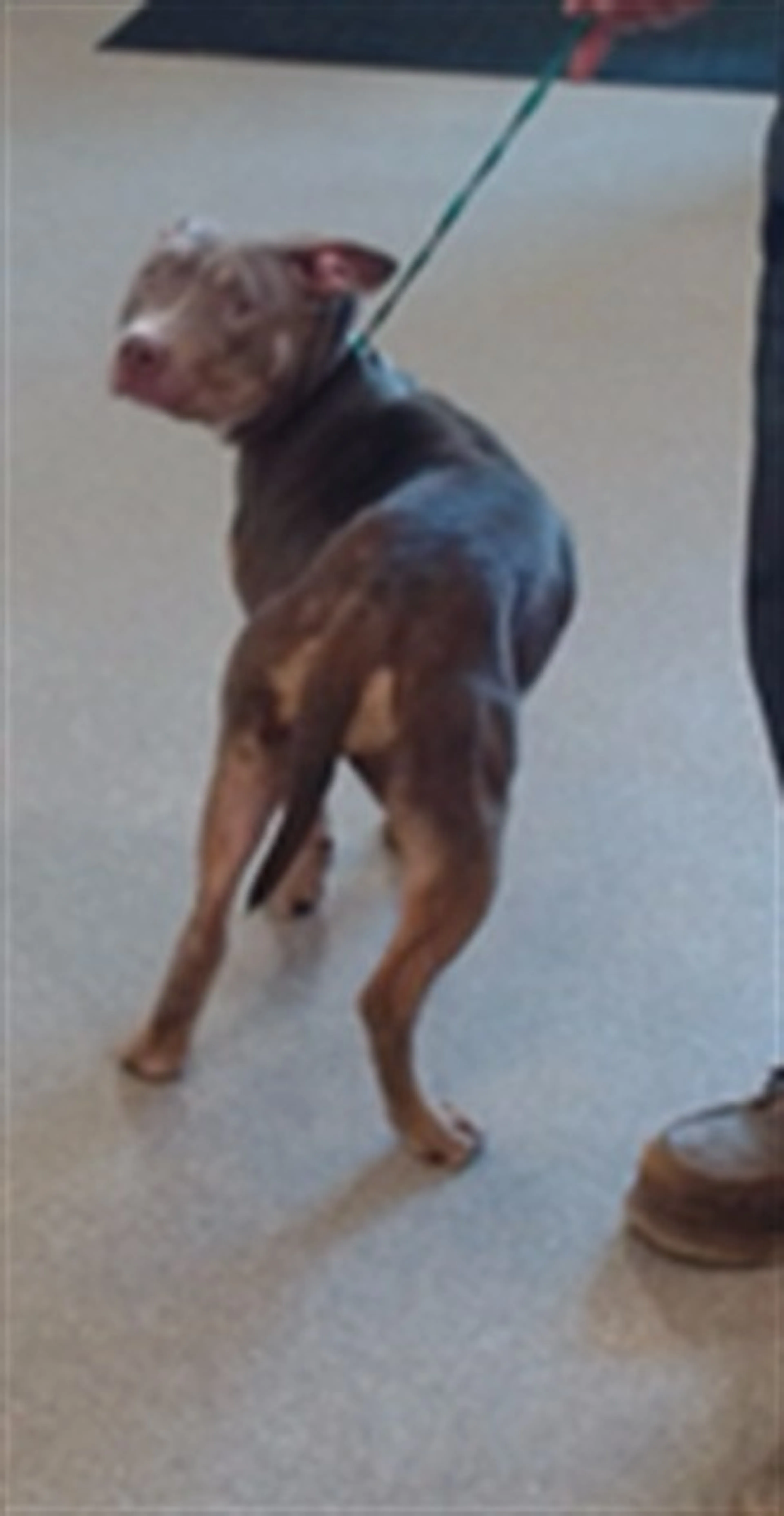 Found pet