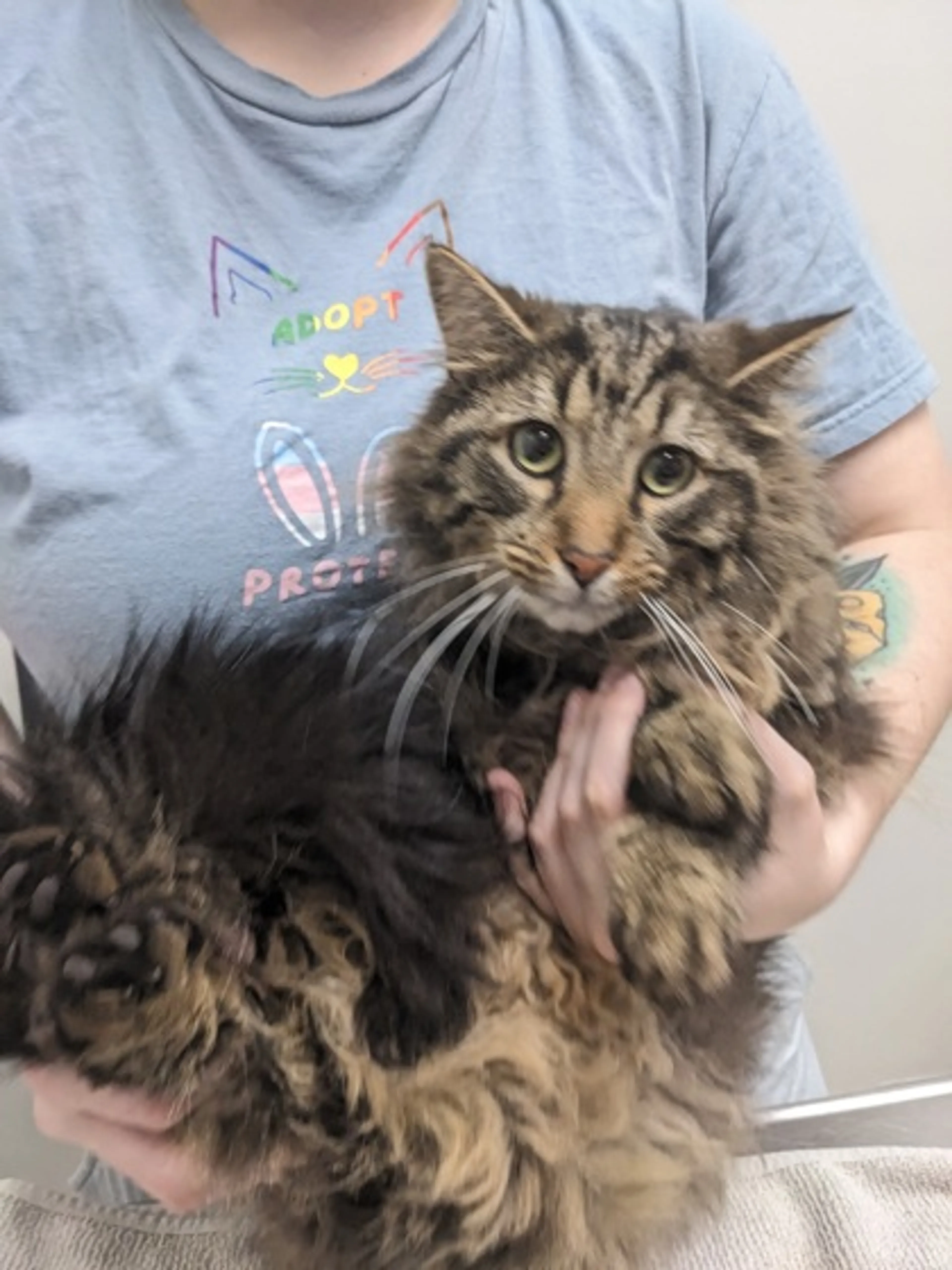 Found pet