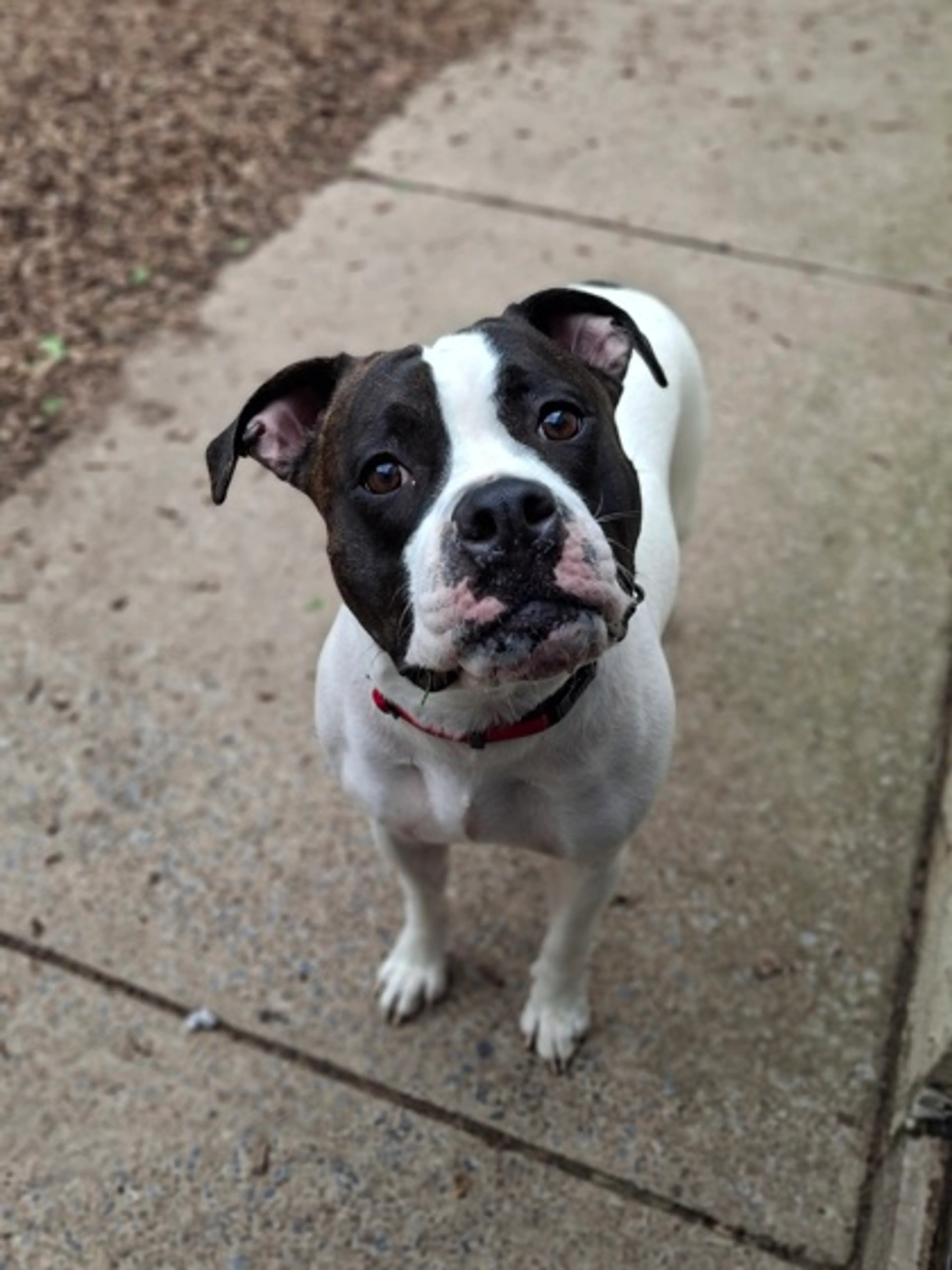 Found pet-1