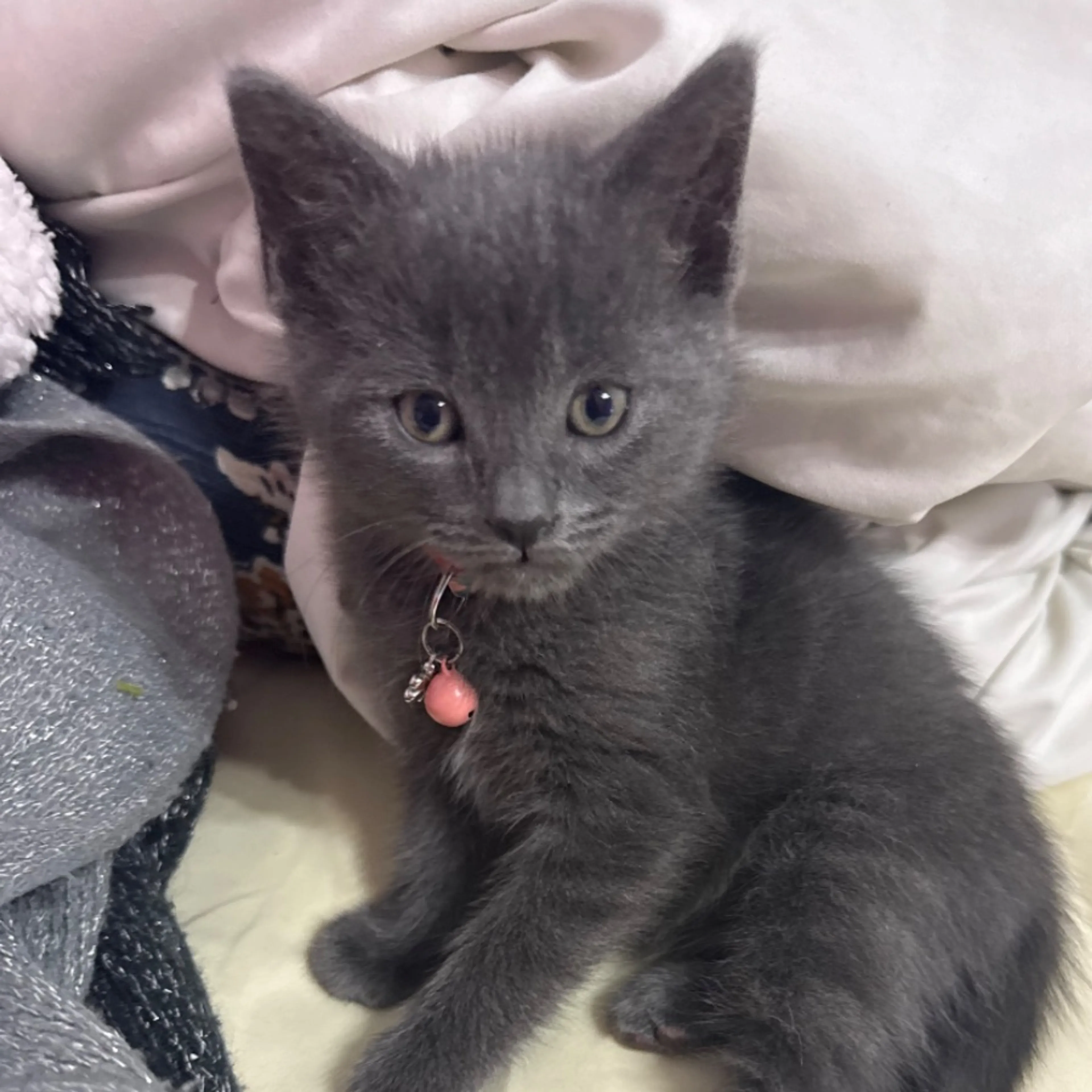 Lost pet