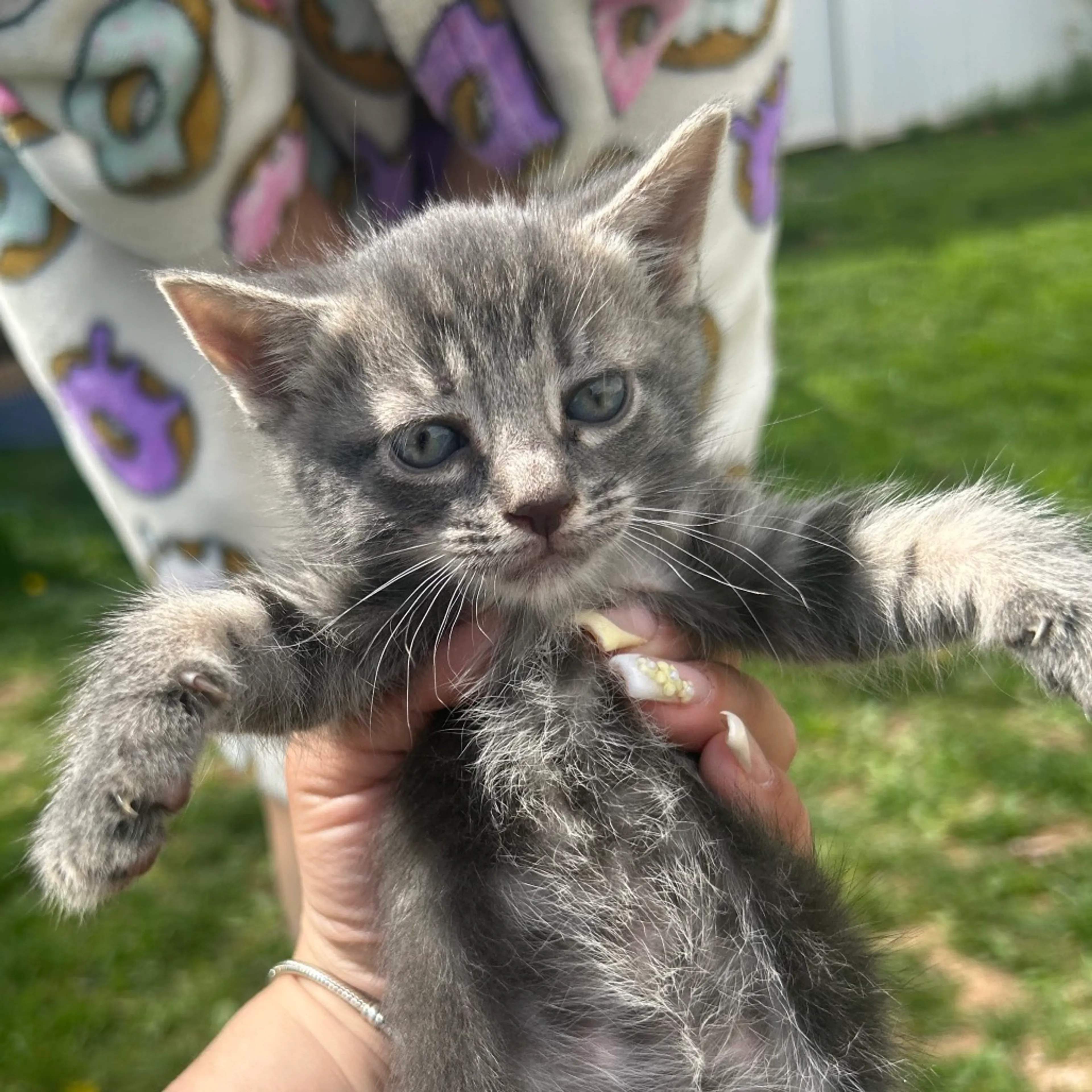 Found pet