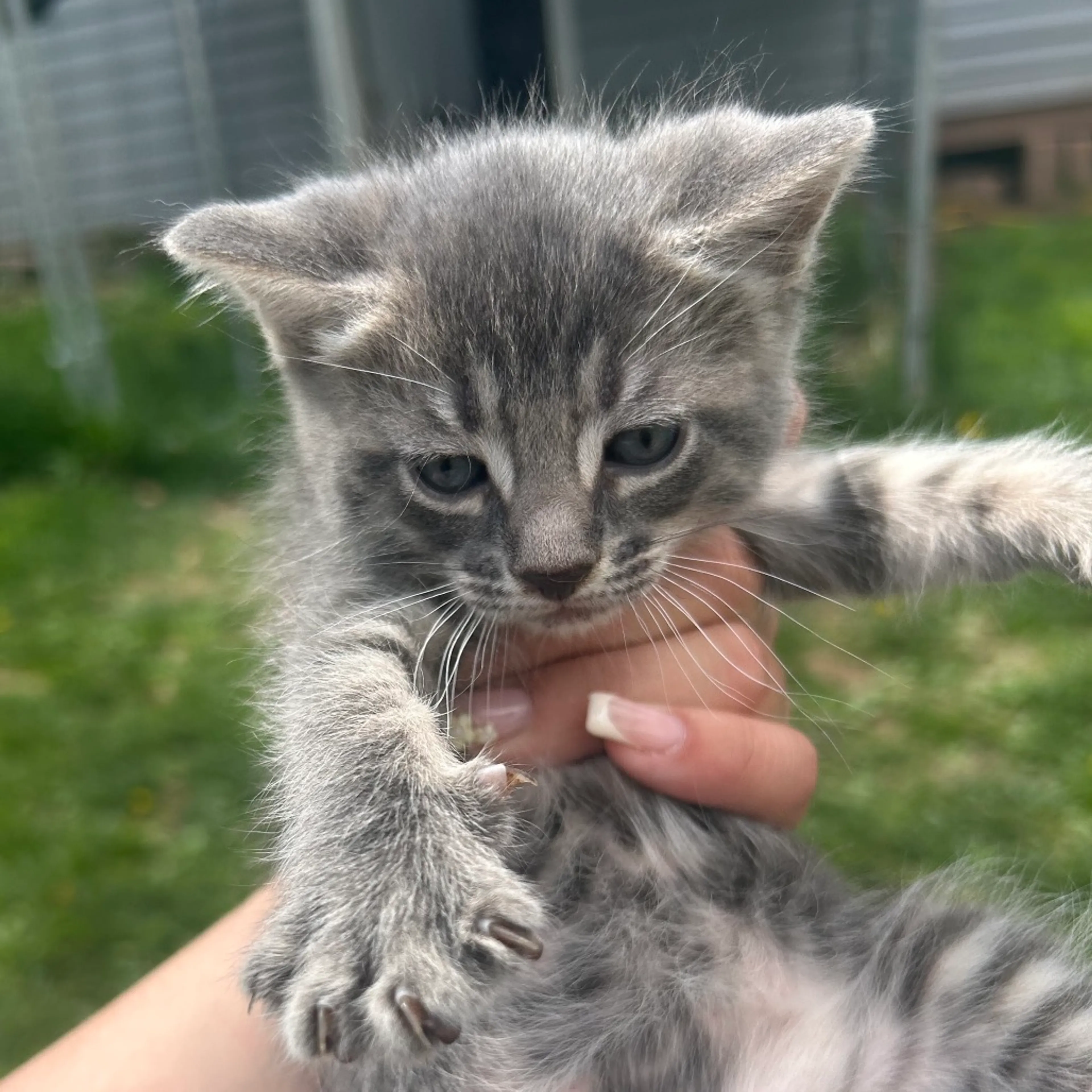 Found pet