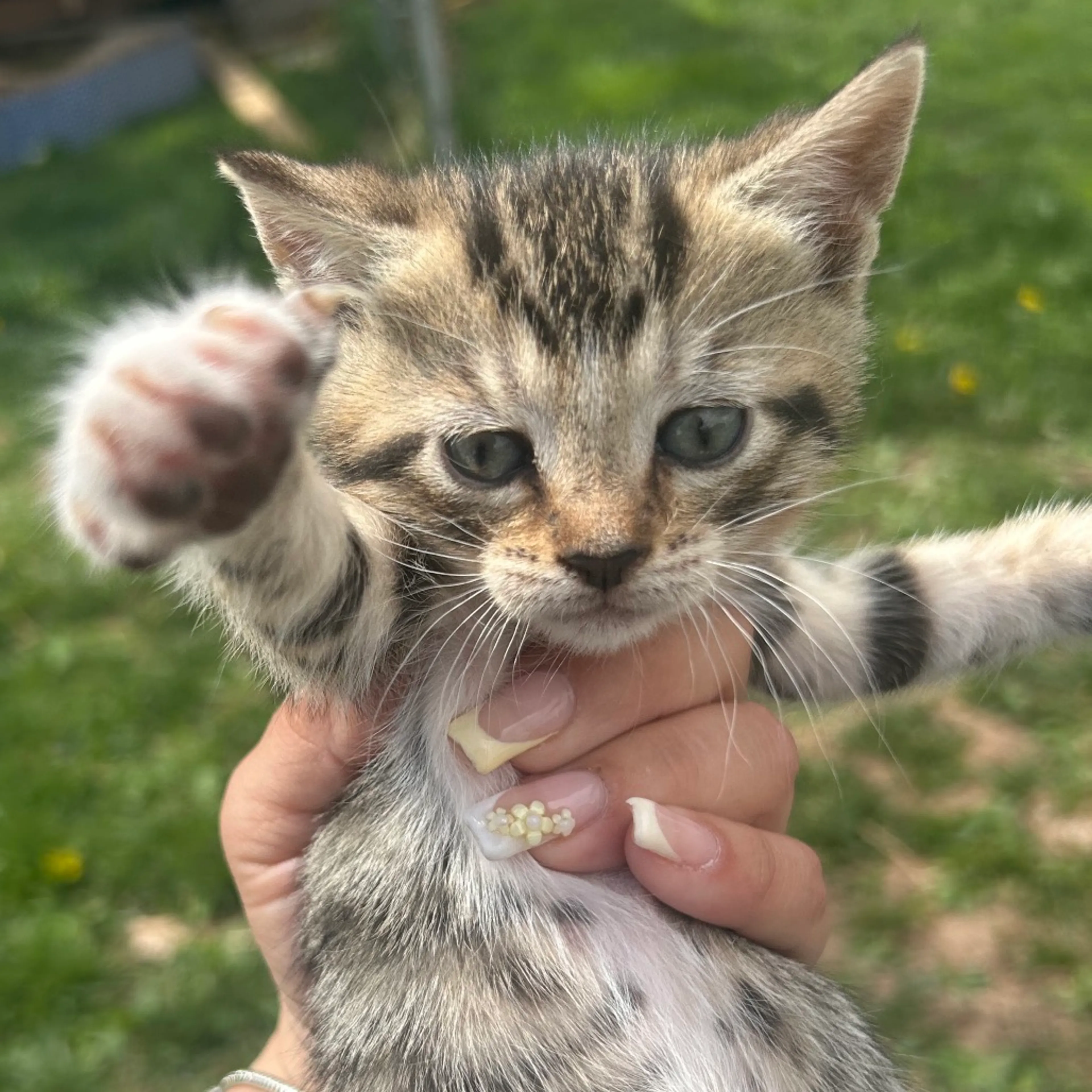 Found pet