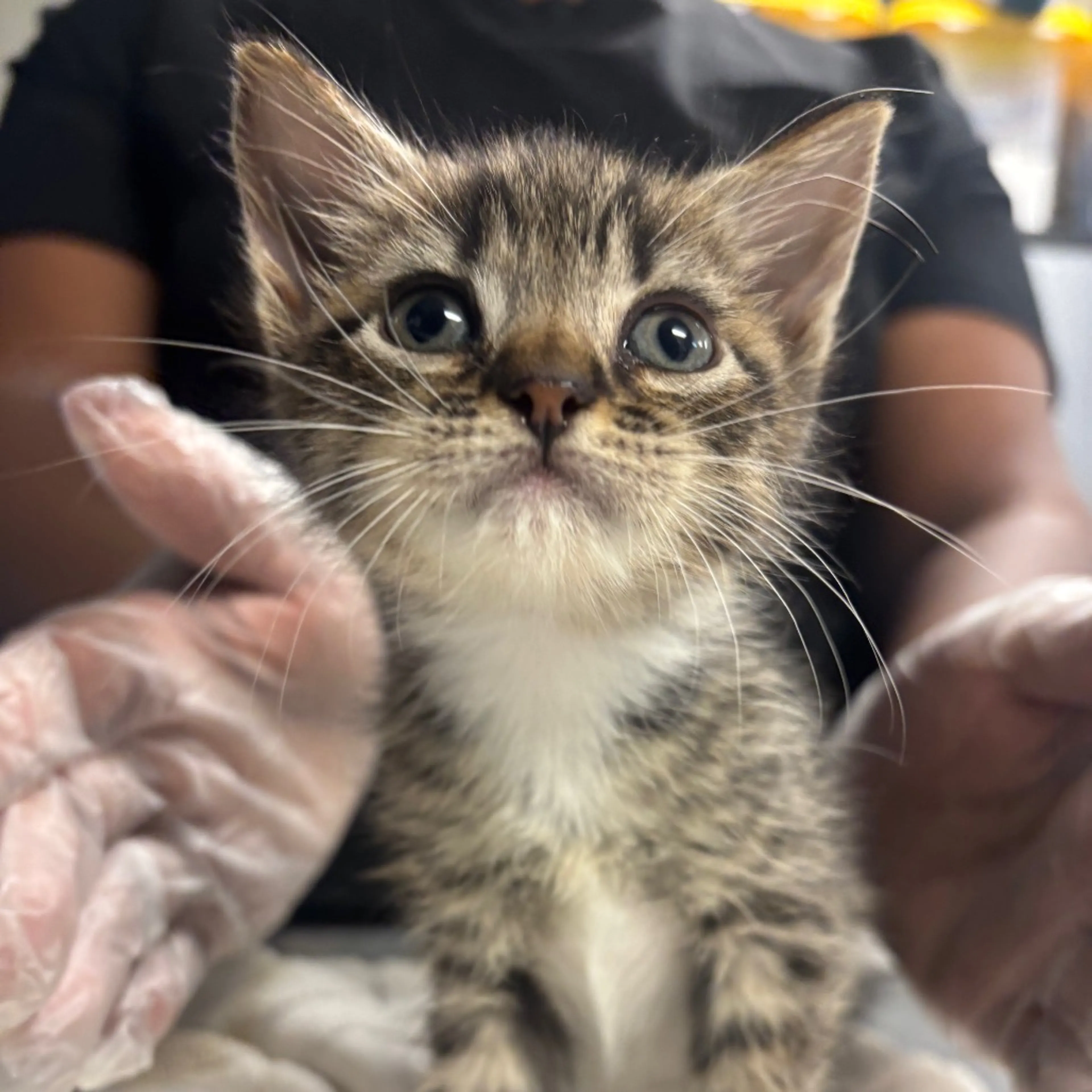 Found pet